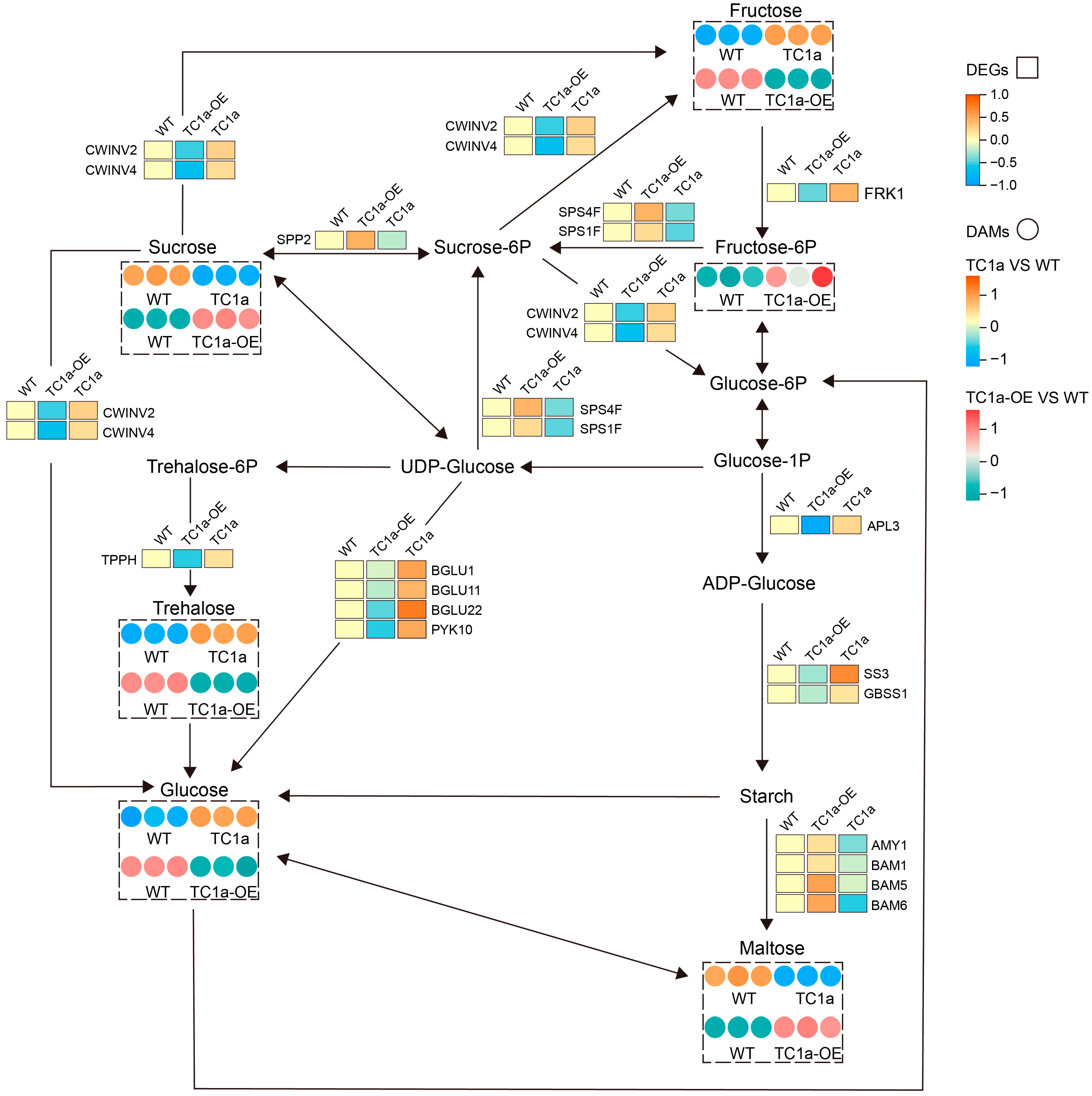 Plants 13 03402 g009