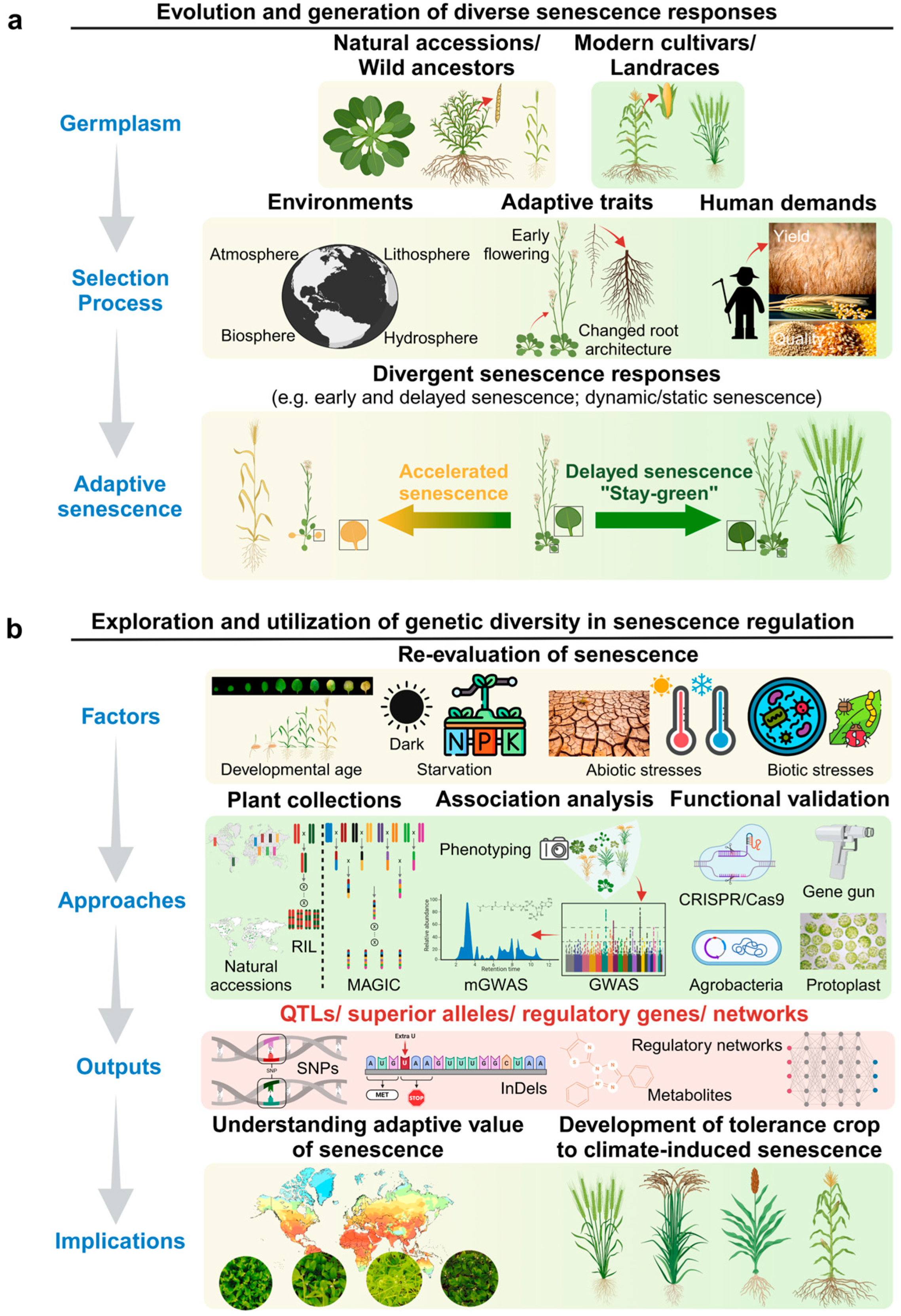 Plants 13 03405 g001