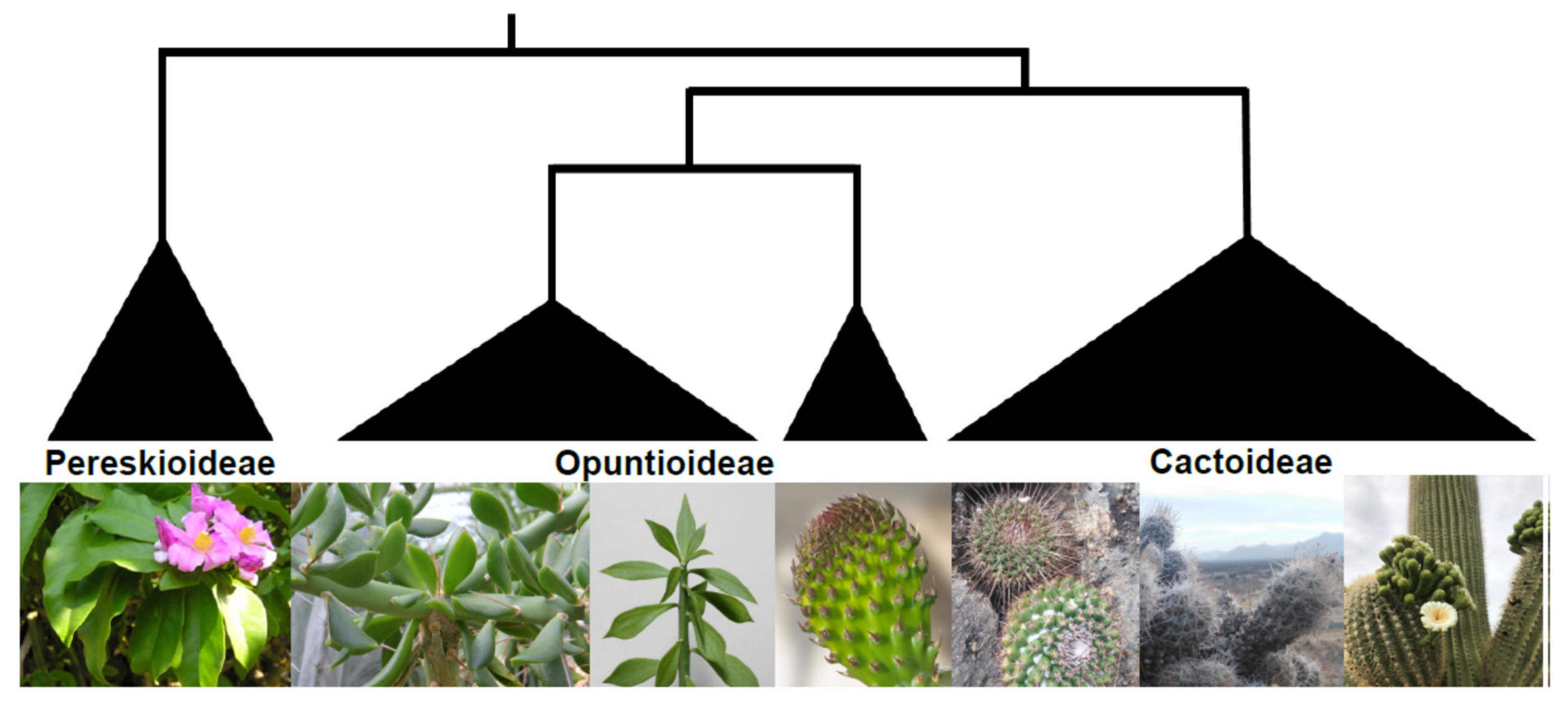 Plants 13 03406 g001