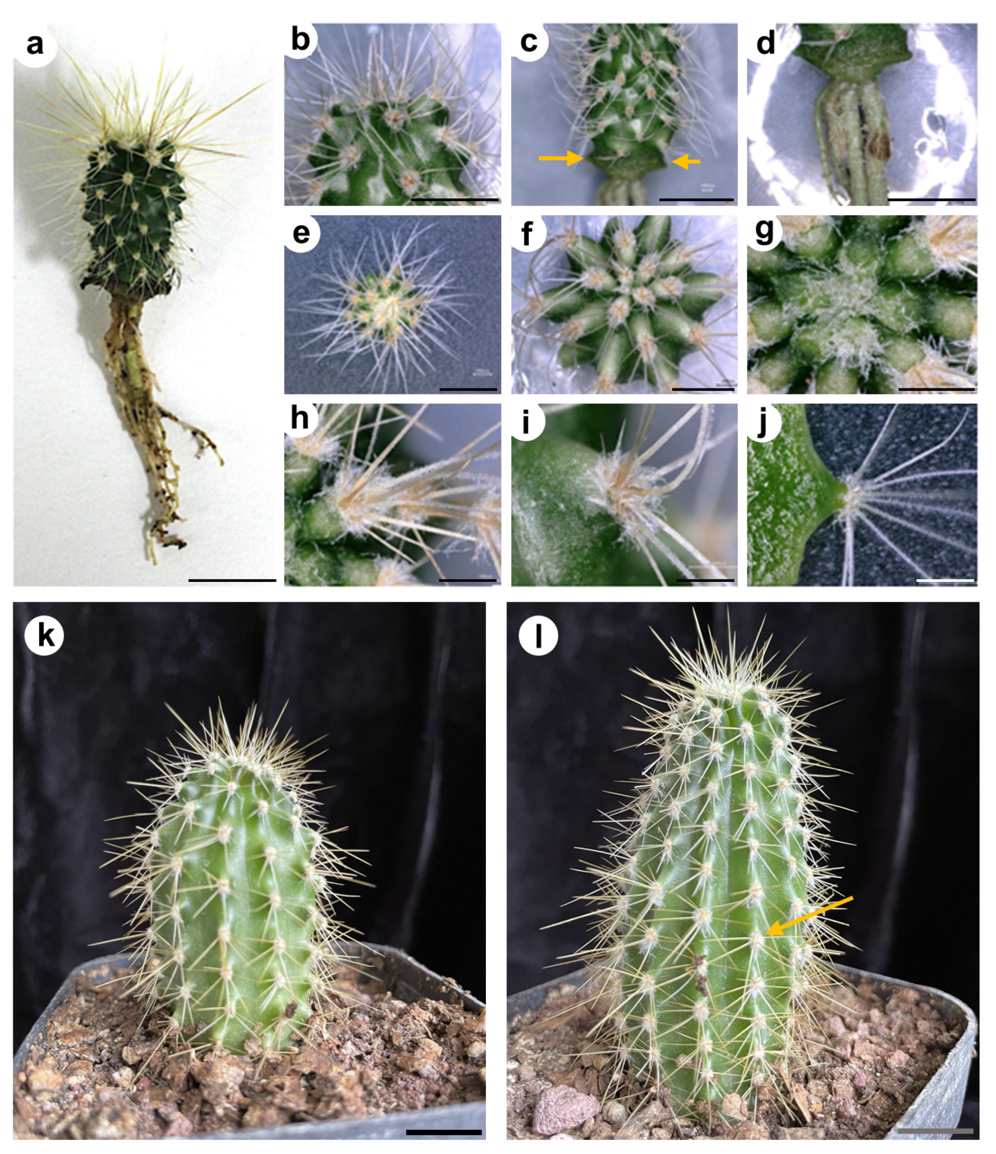 Plants 13 03406 g004