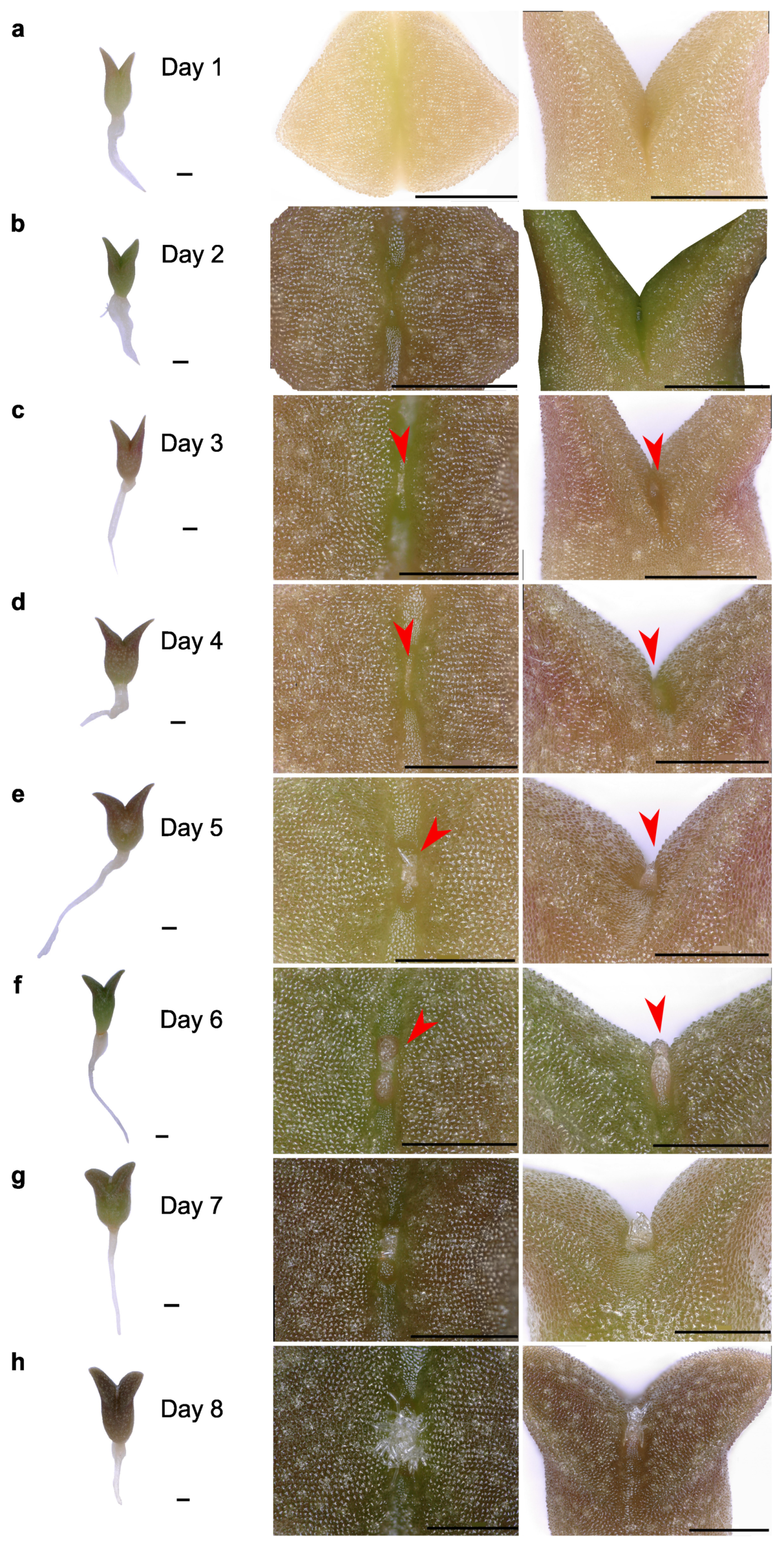 Plants 13 03406 g005a