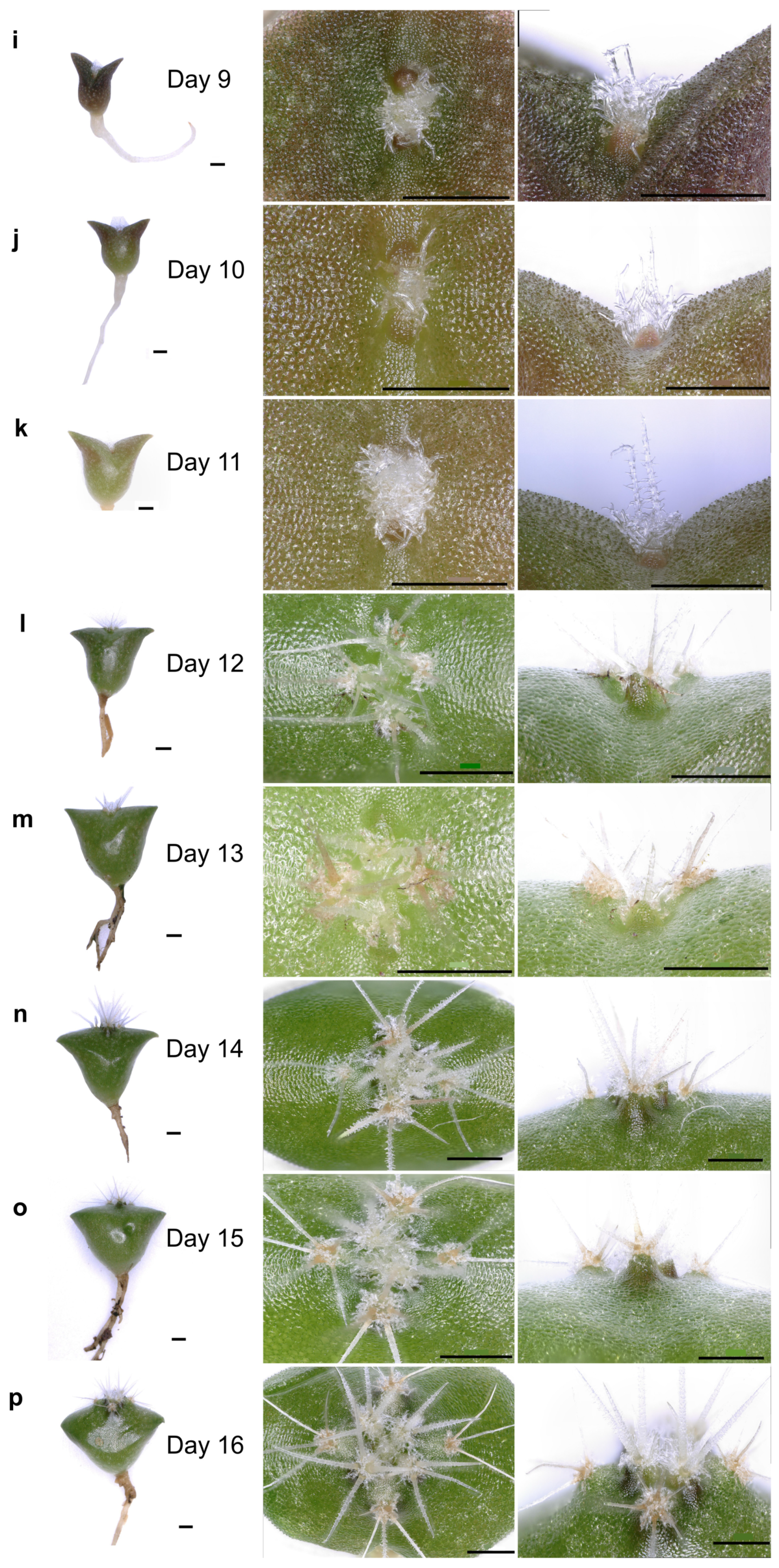 Plants 13 03406 g005b