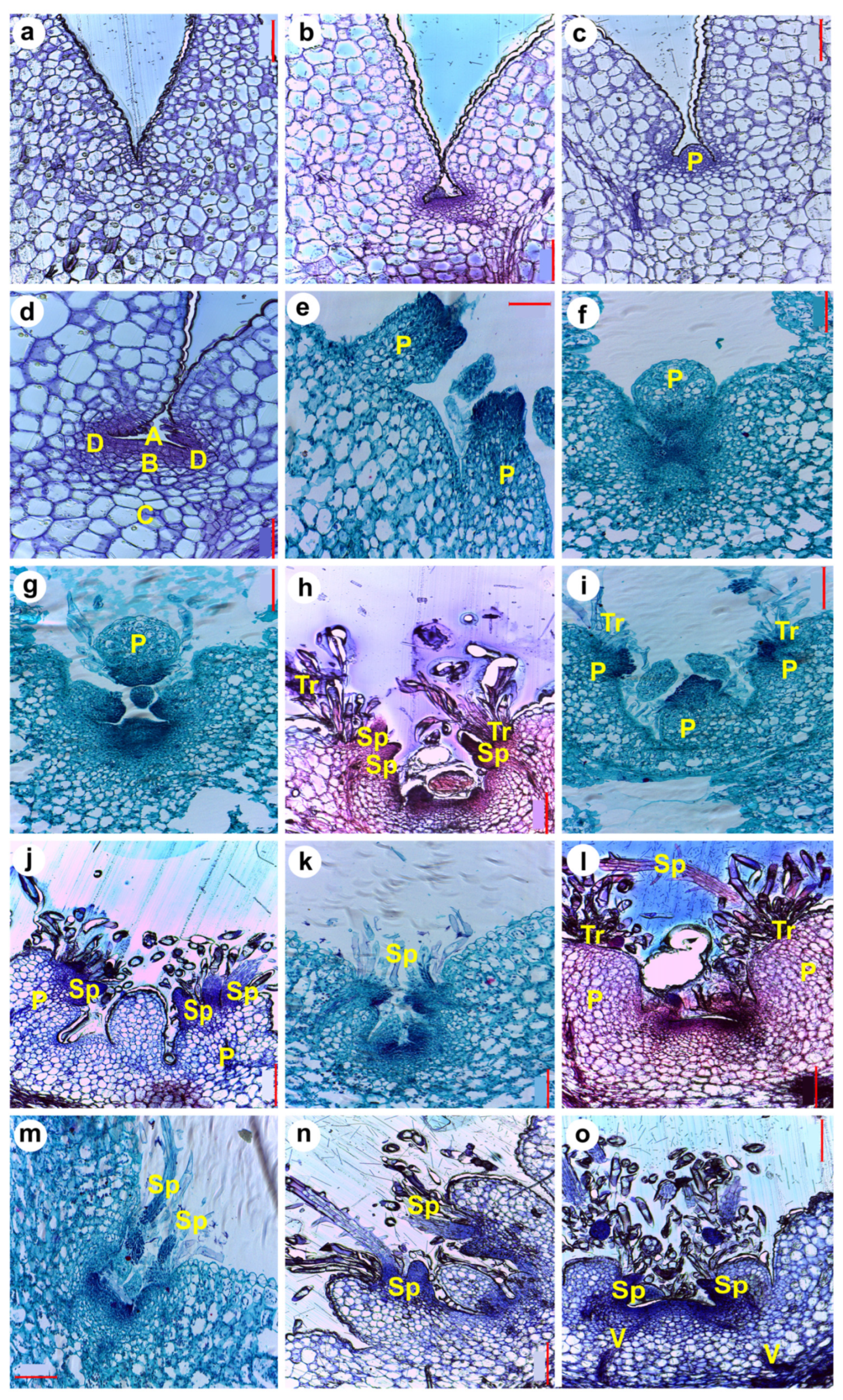 Plants 13 03406 g007