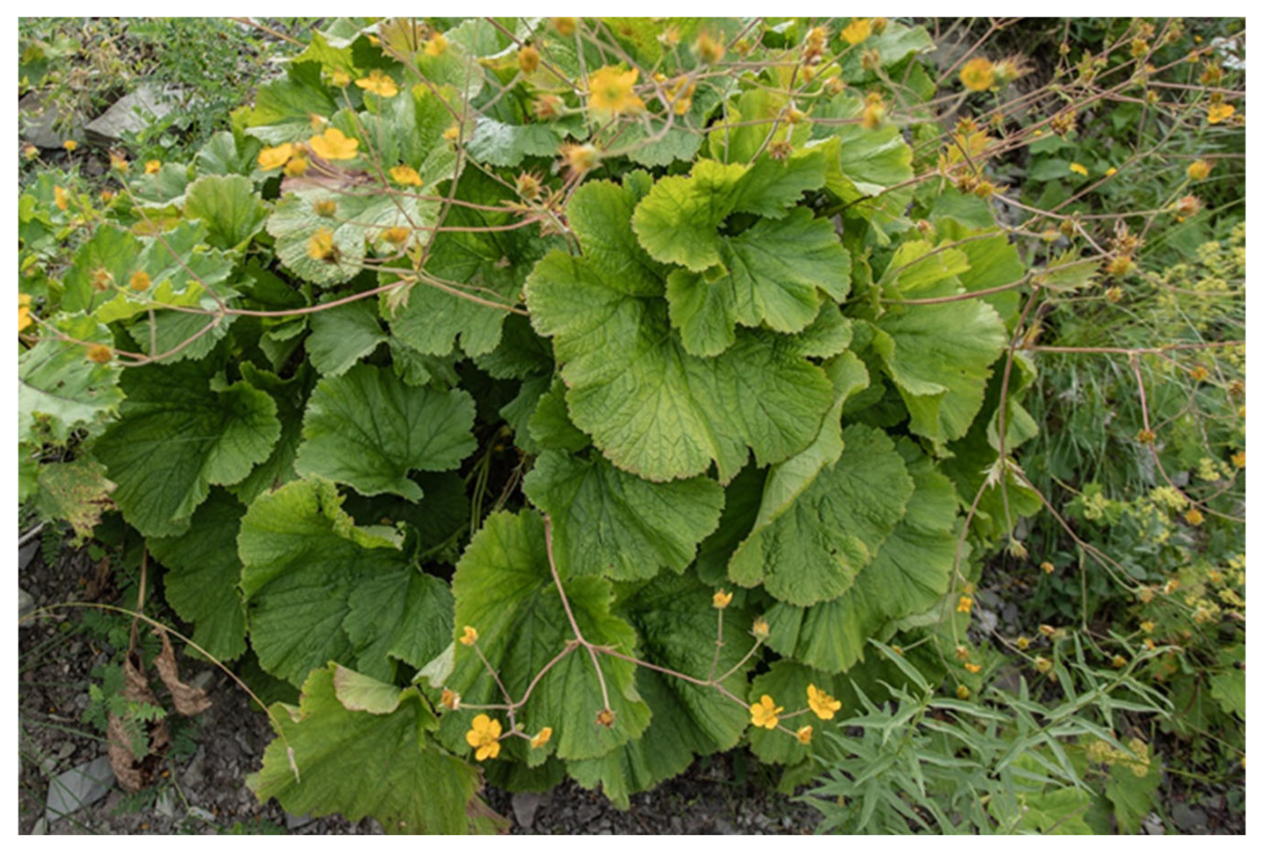 Plants 13 03411 g005