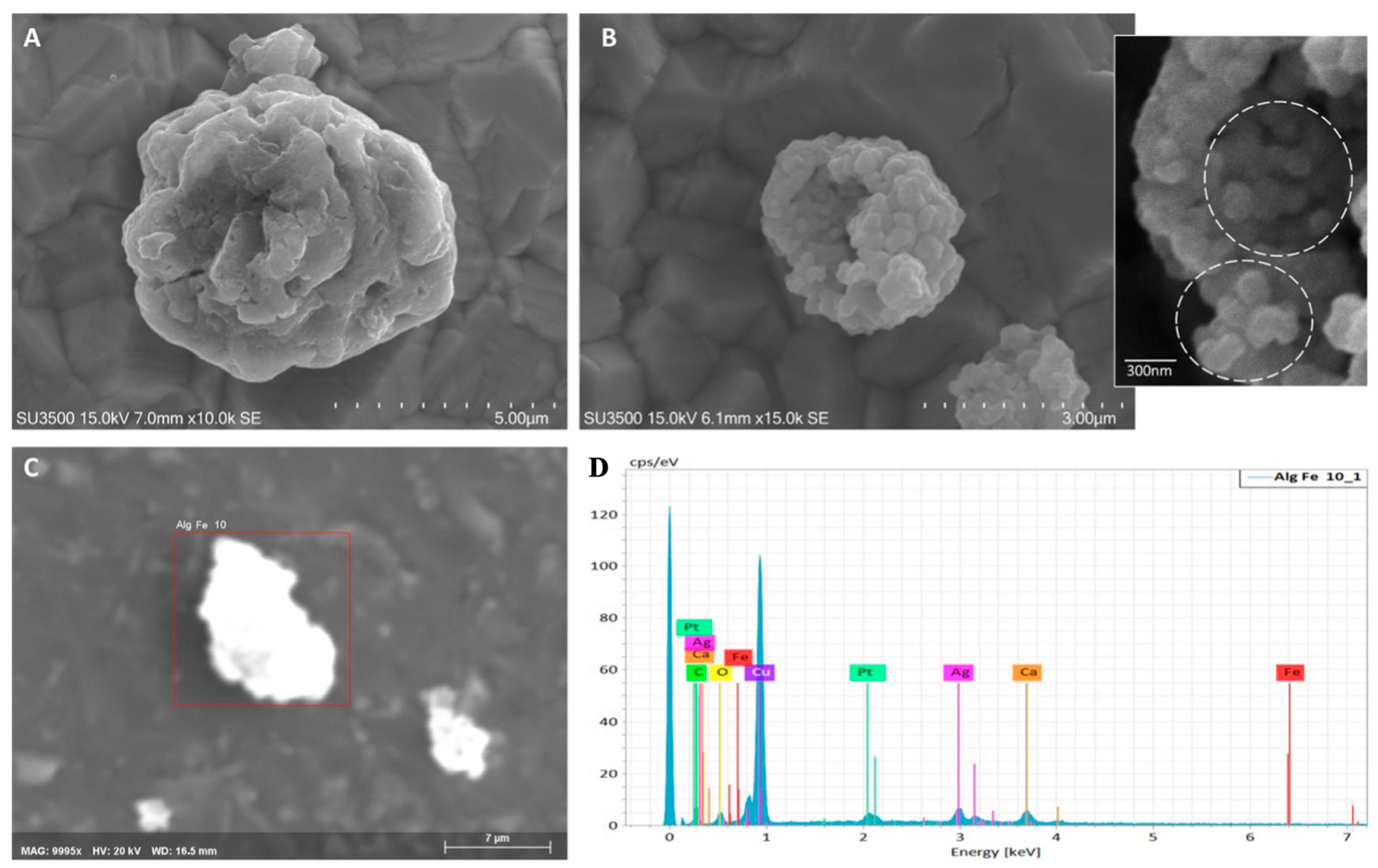 Plants 13 03416 g001