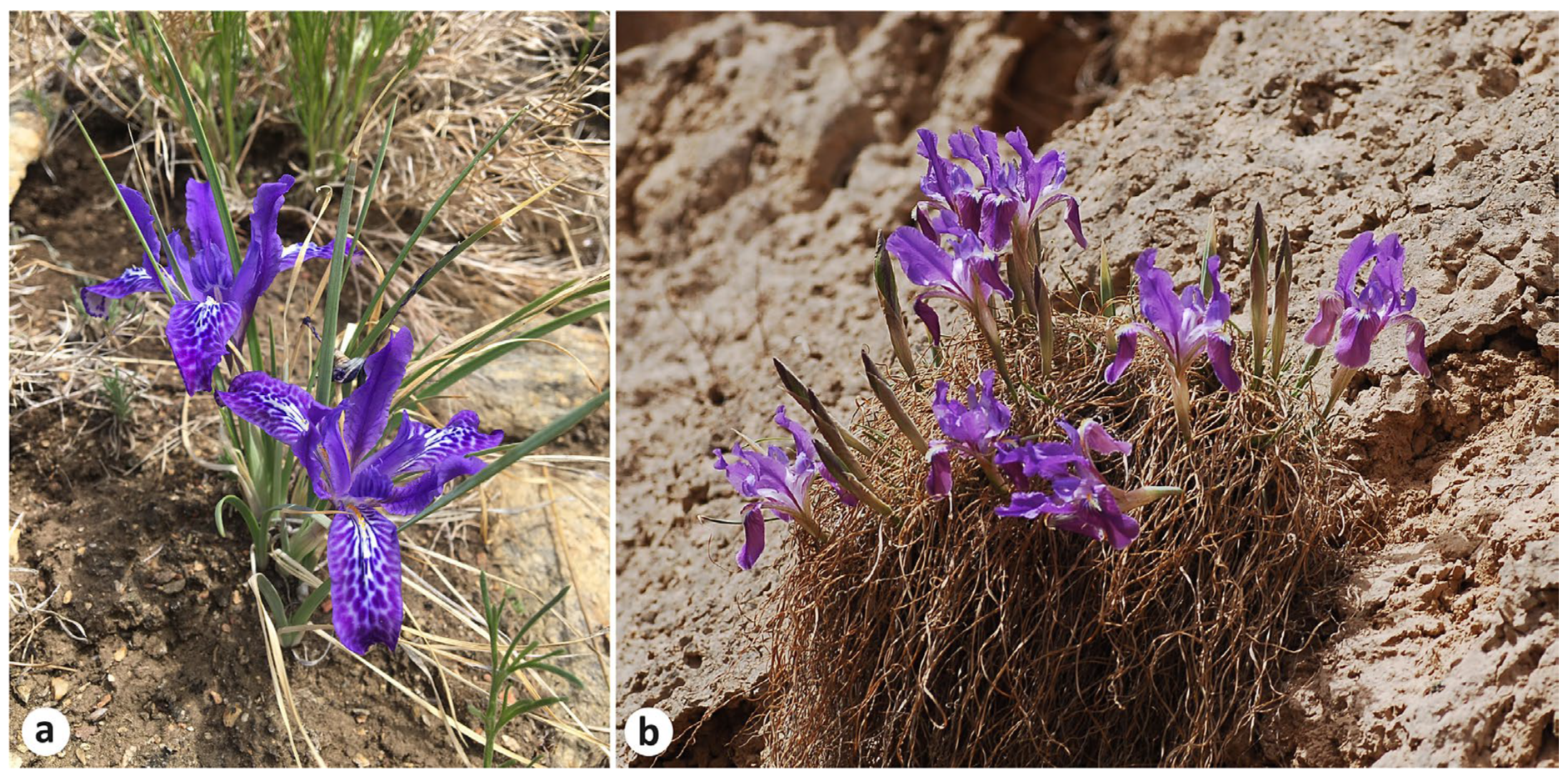 Plants 13 03418 g001