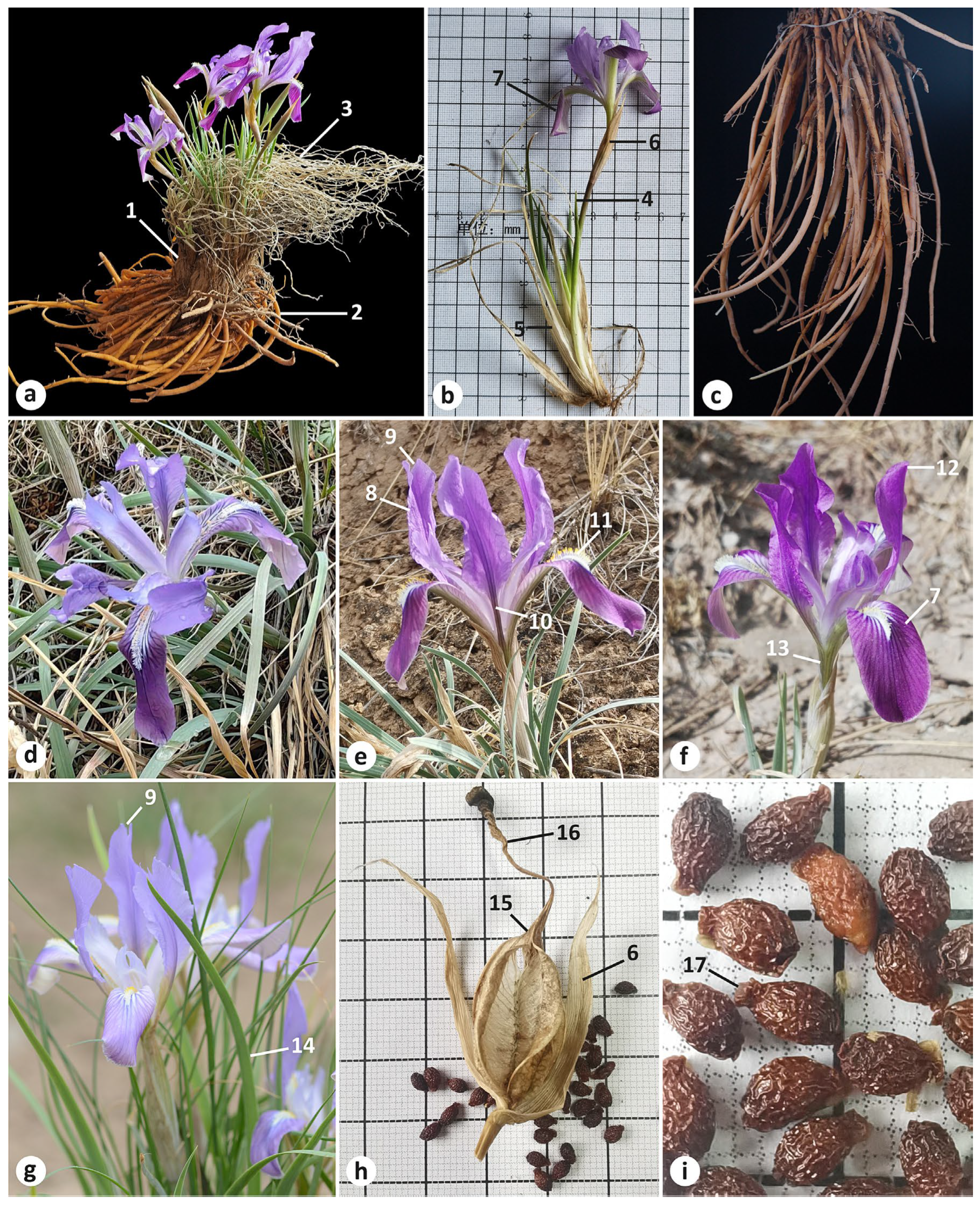 Plants 13 03418 g002