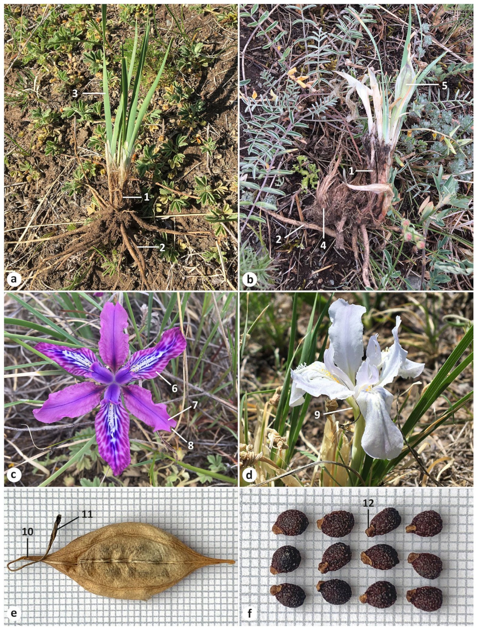 Plants 13 03418 g003