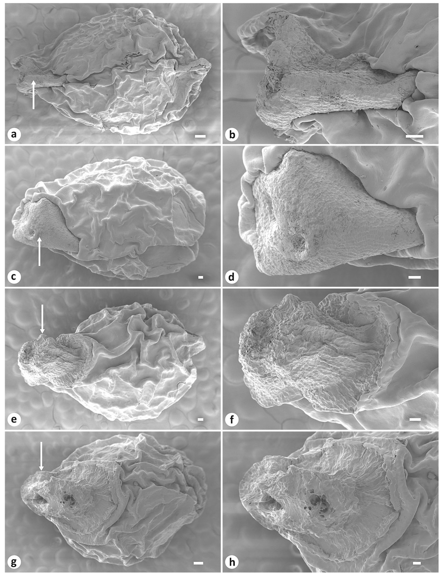 Plants 13 03418 g004