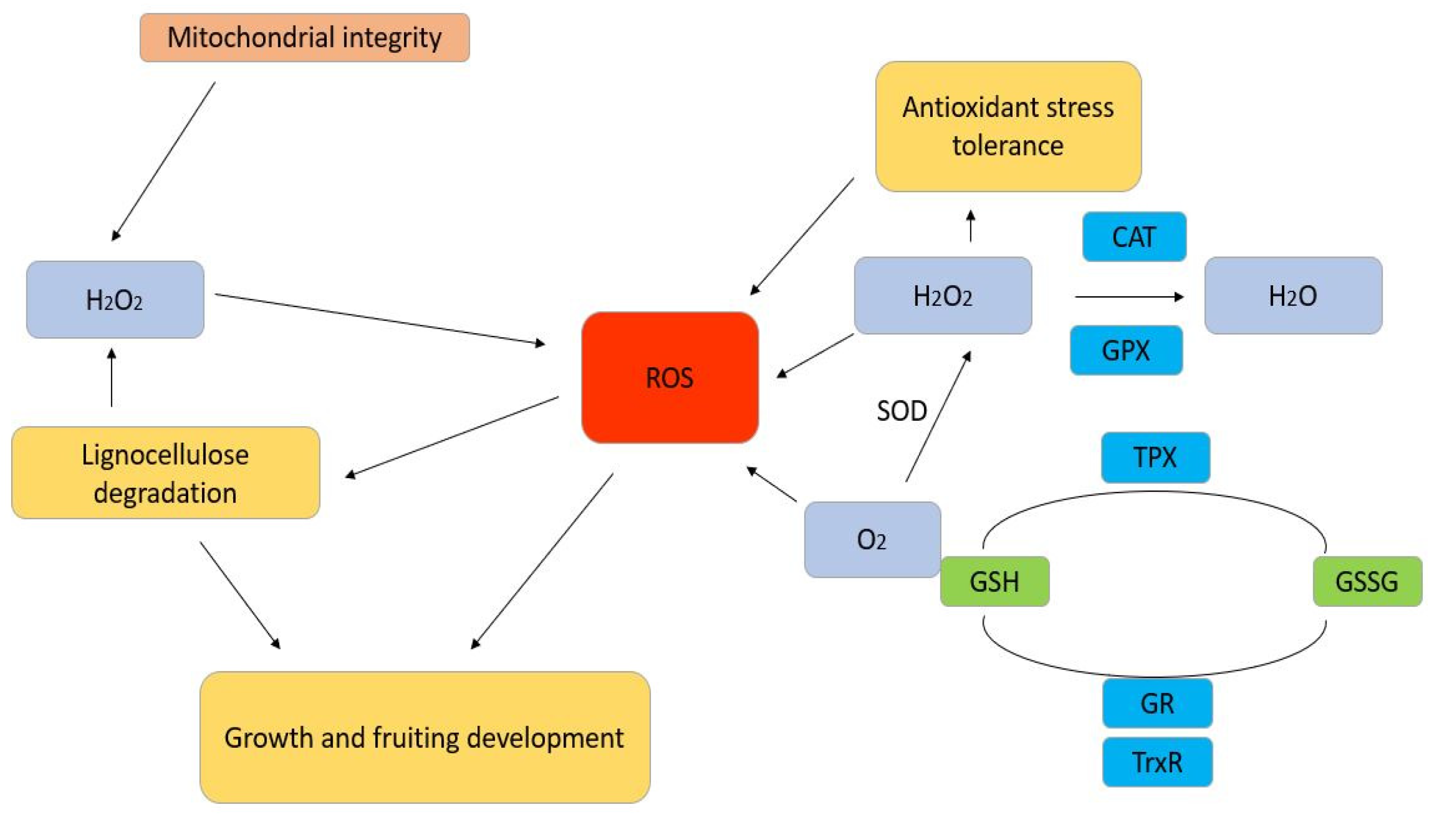 Plants 13 03422 g001