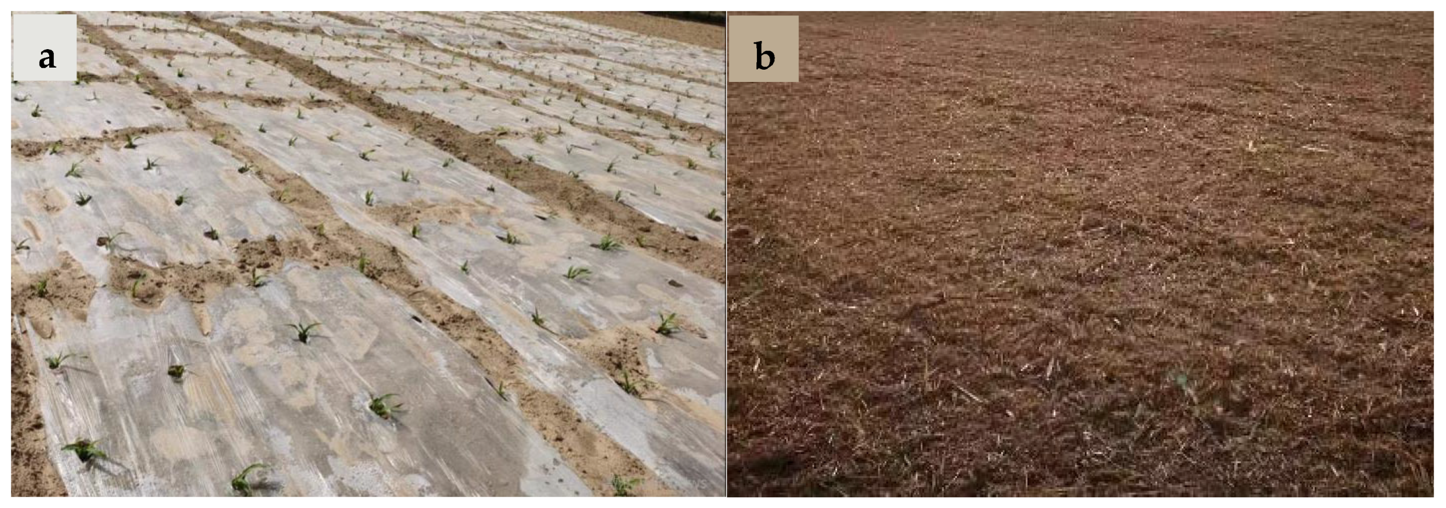 Plants 13 03423 g010