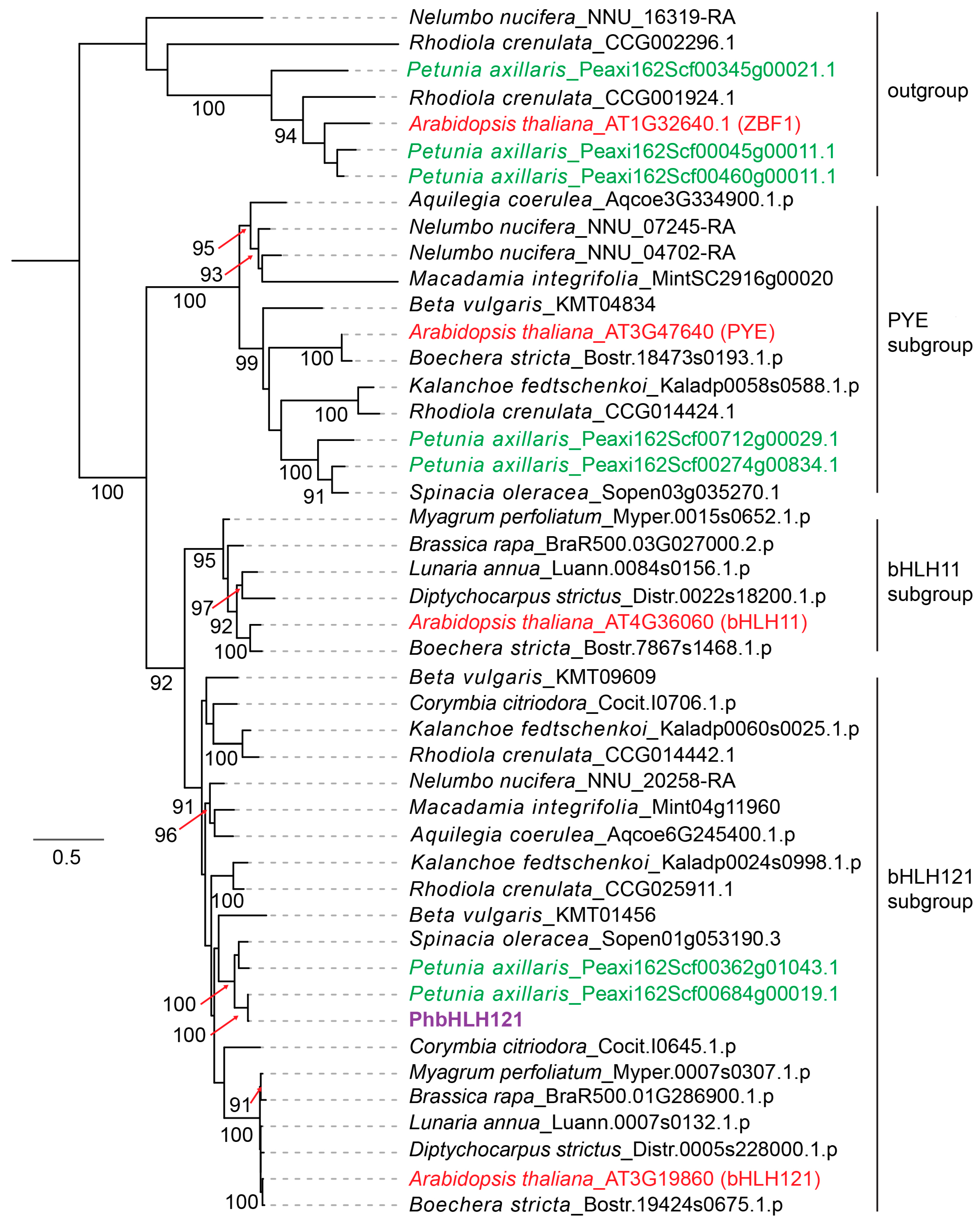 Plants 13 03429 g001