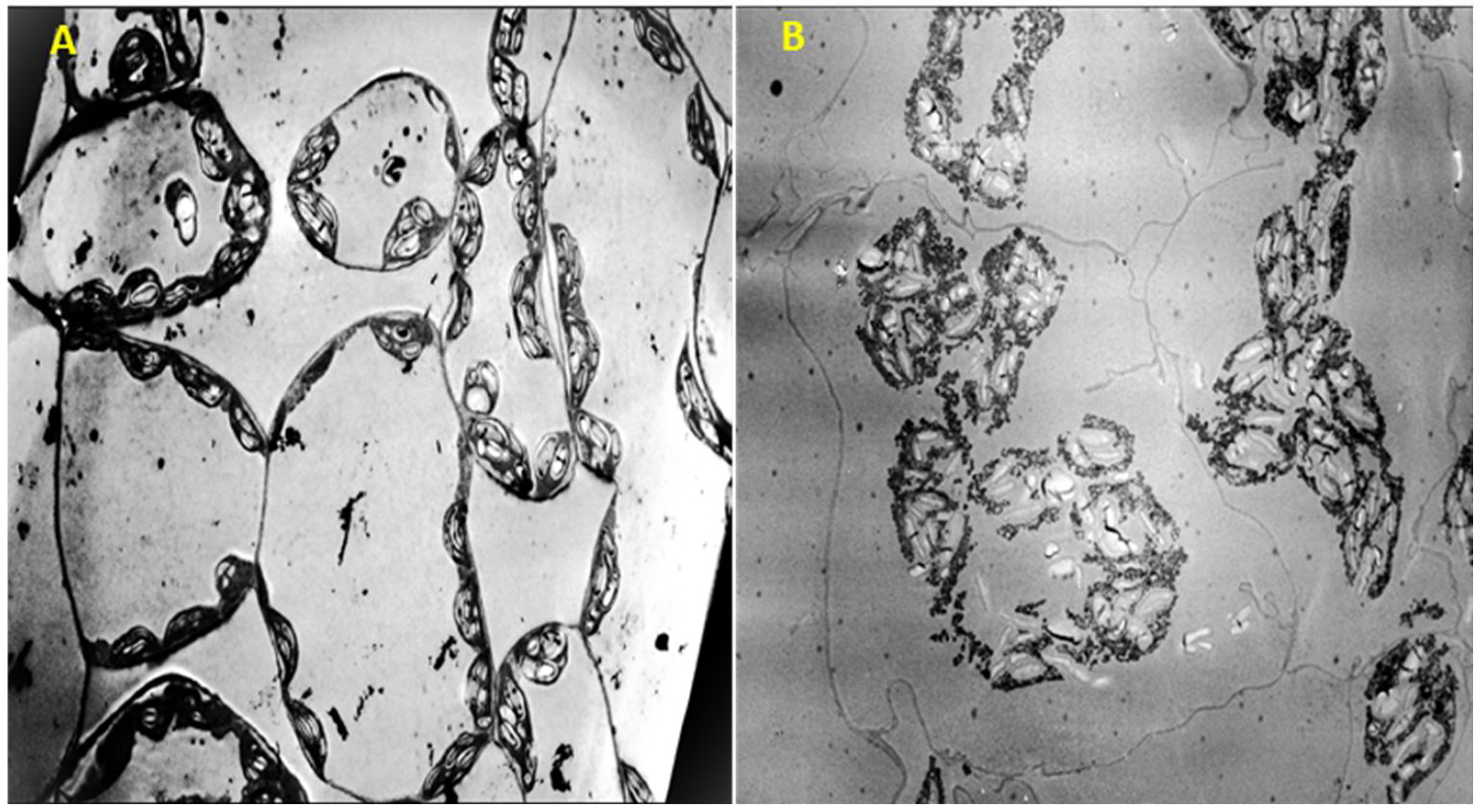 Plants 13 03432 g008