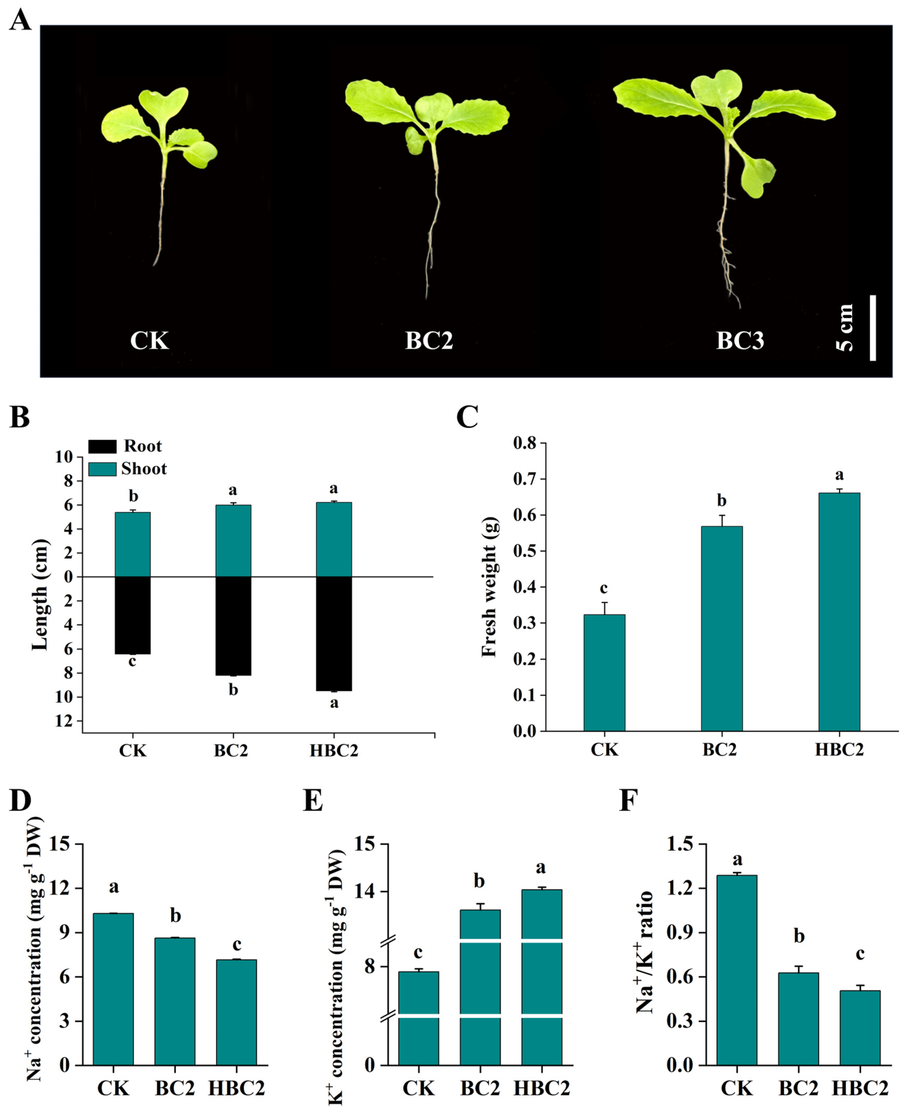 Plants 13 03434 g006