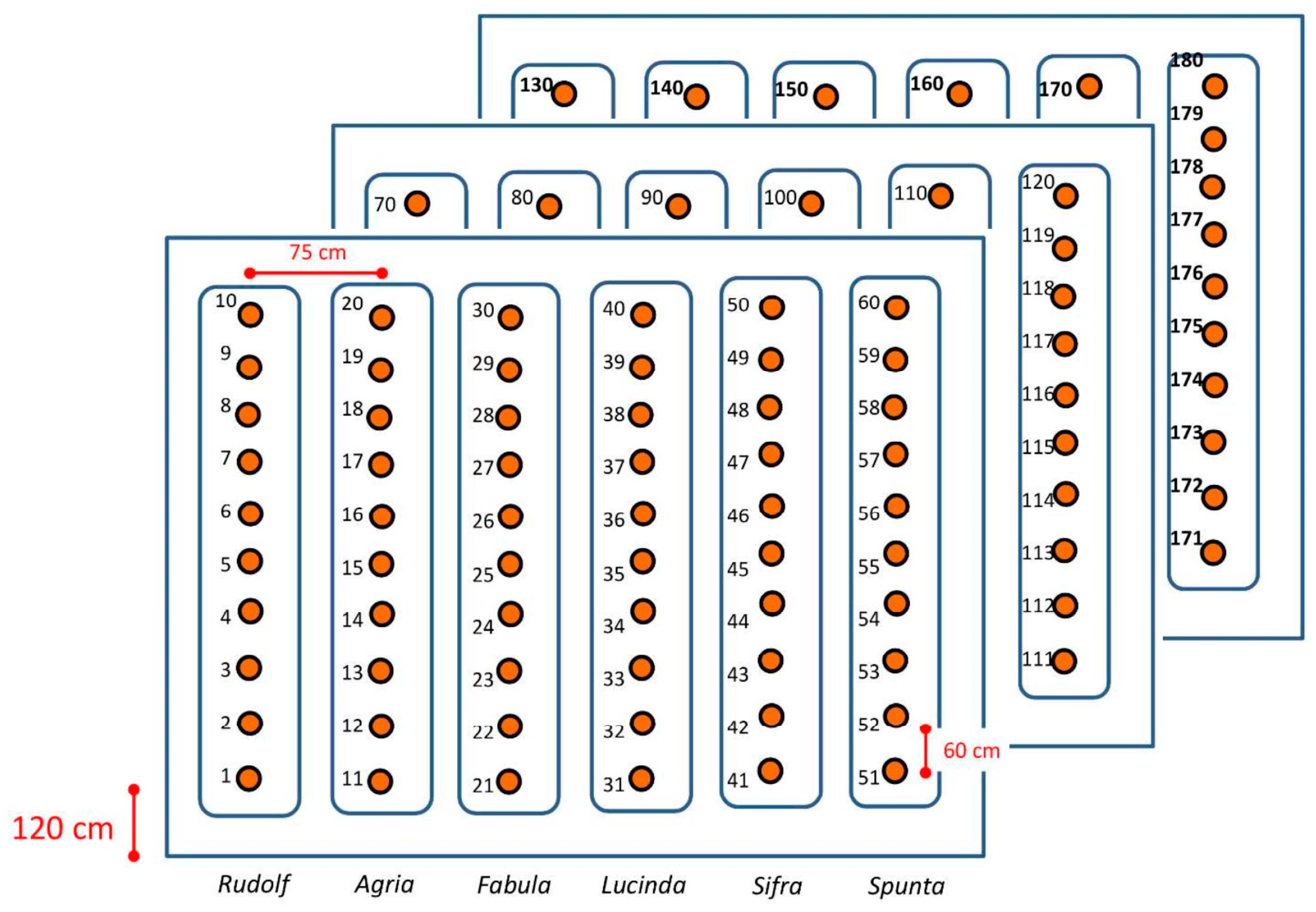 Plants 13 03436 g001