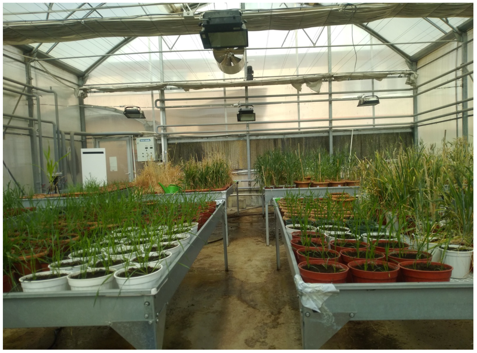 Plants 13 03437 g001