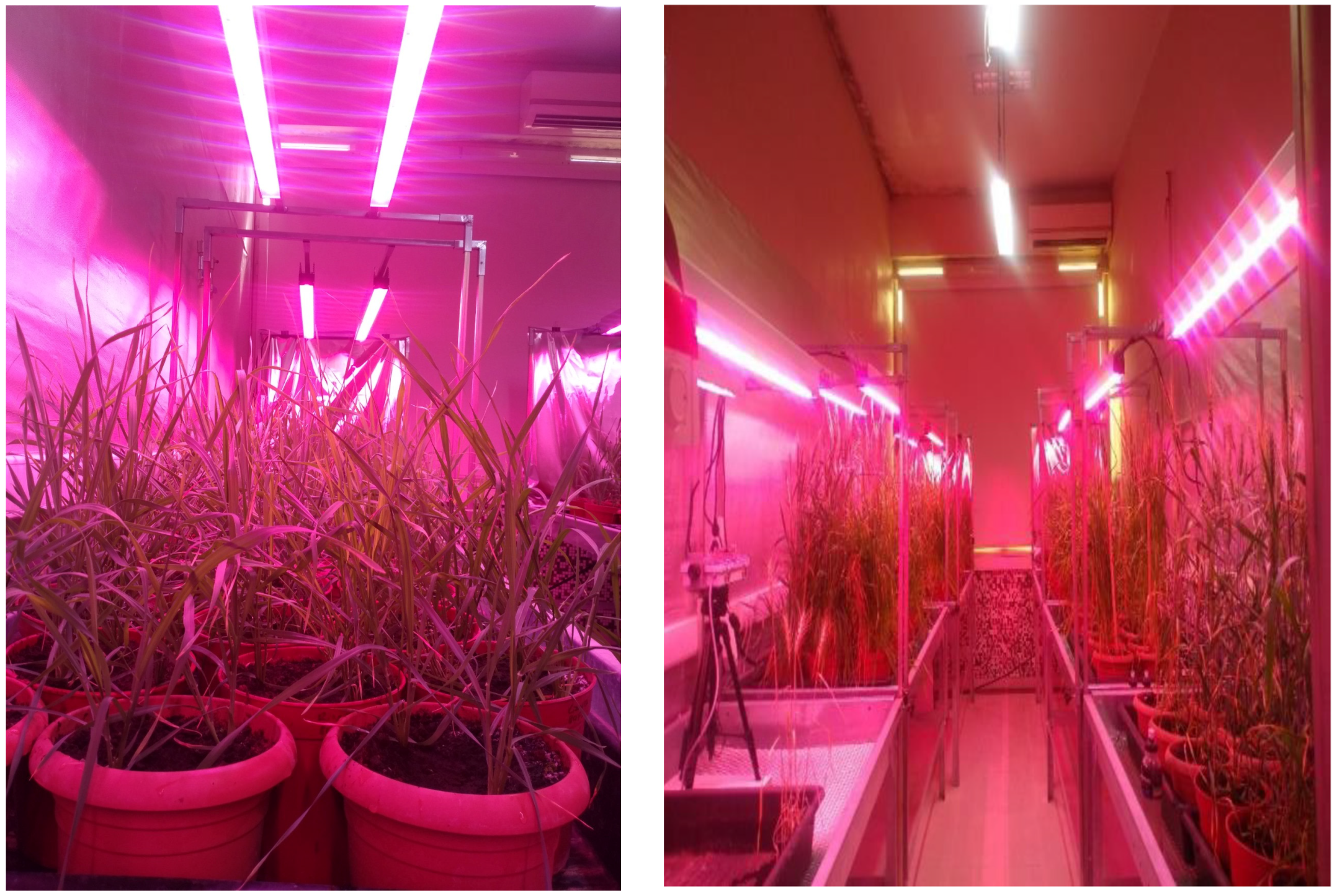 Plants 13 03437 g003