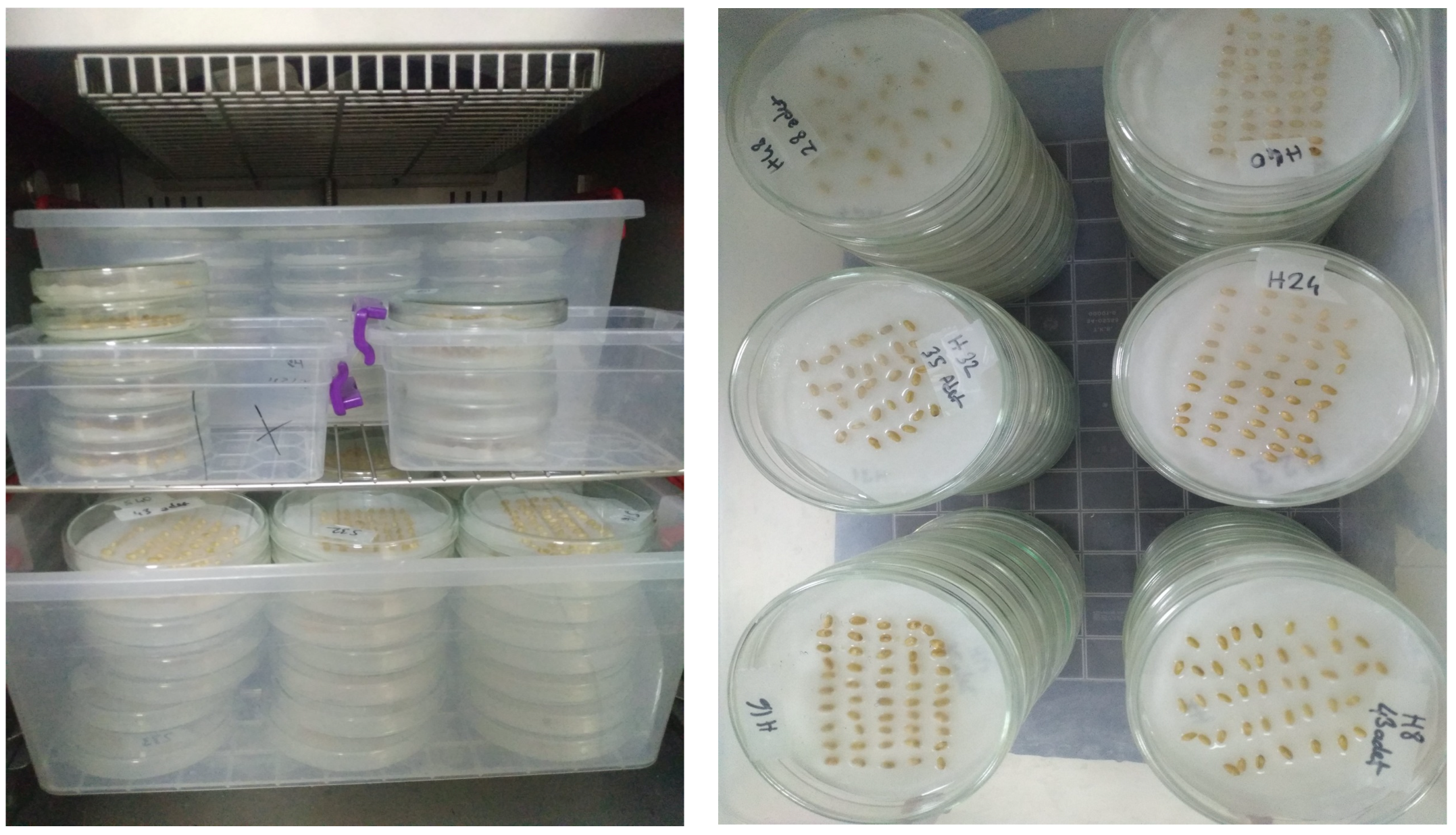 Plants 13 03437 g005