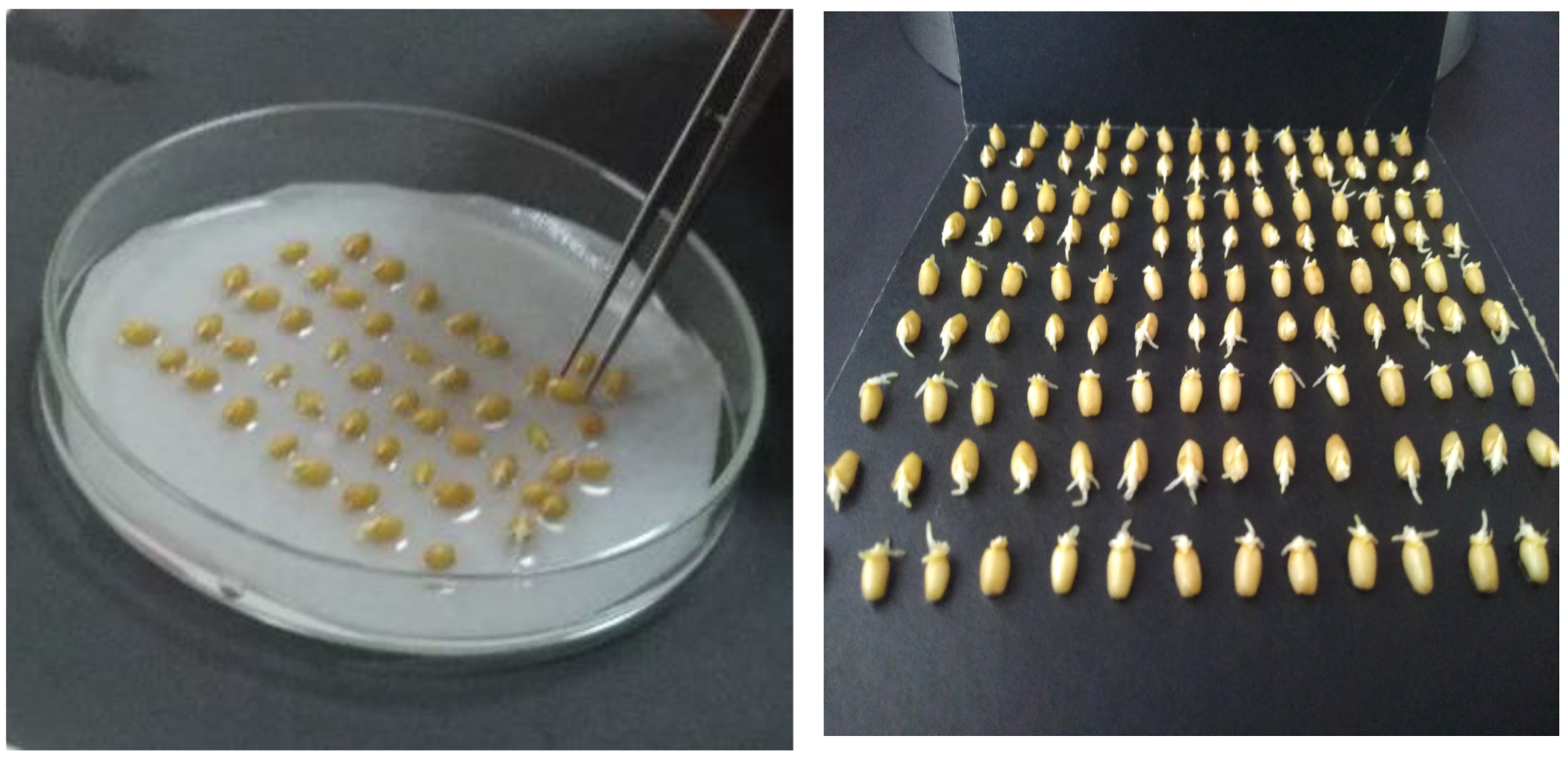 Plants 13 03437 g006