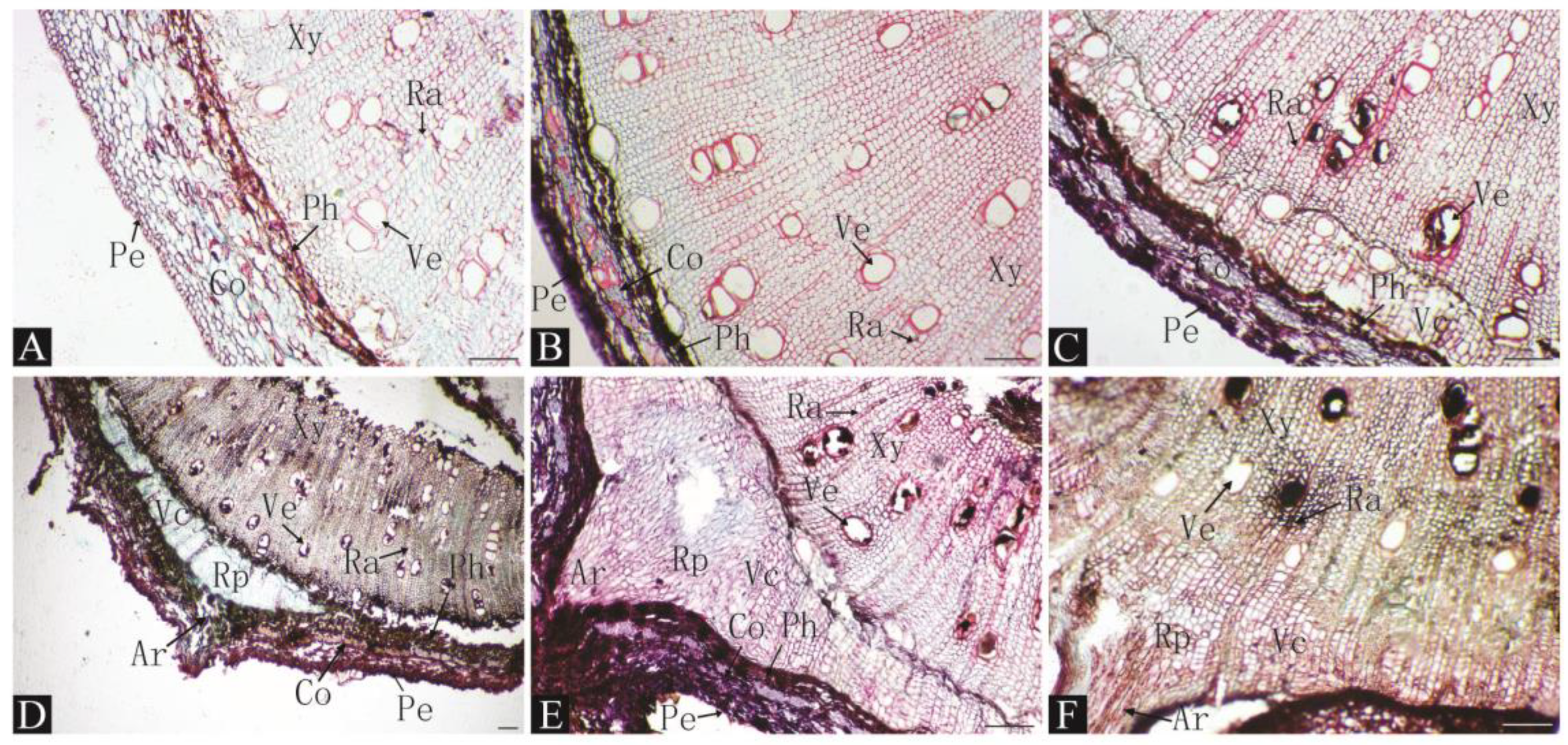 Plants 13 03440 g002
