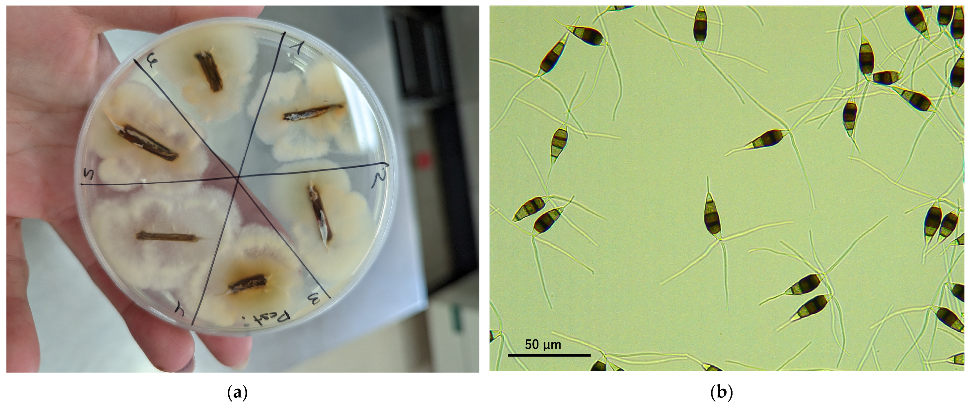 Plants 13 03441 g002