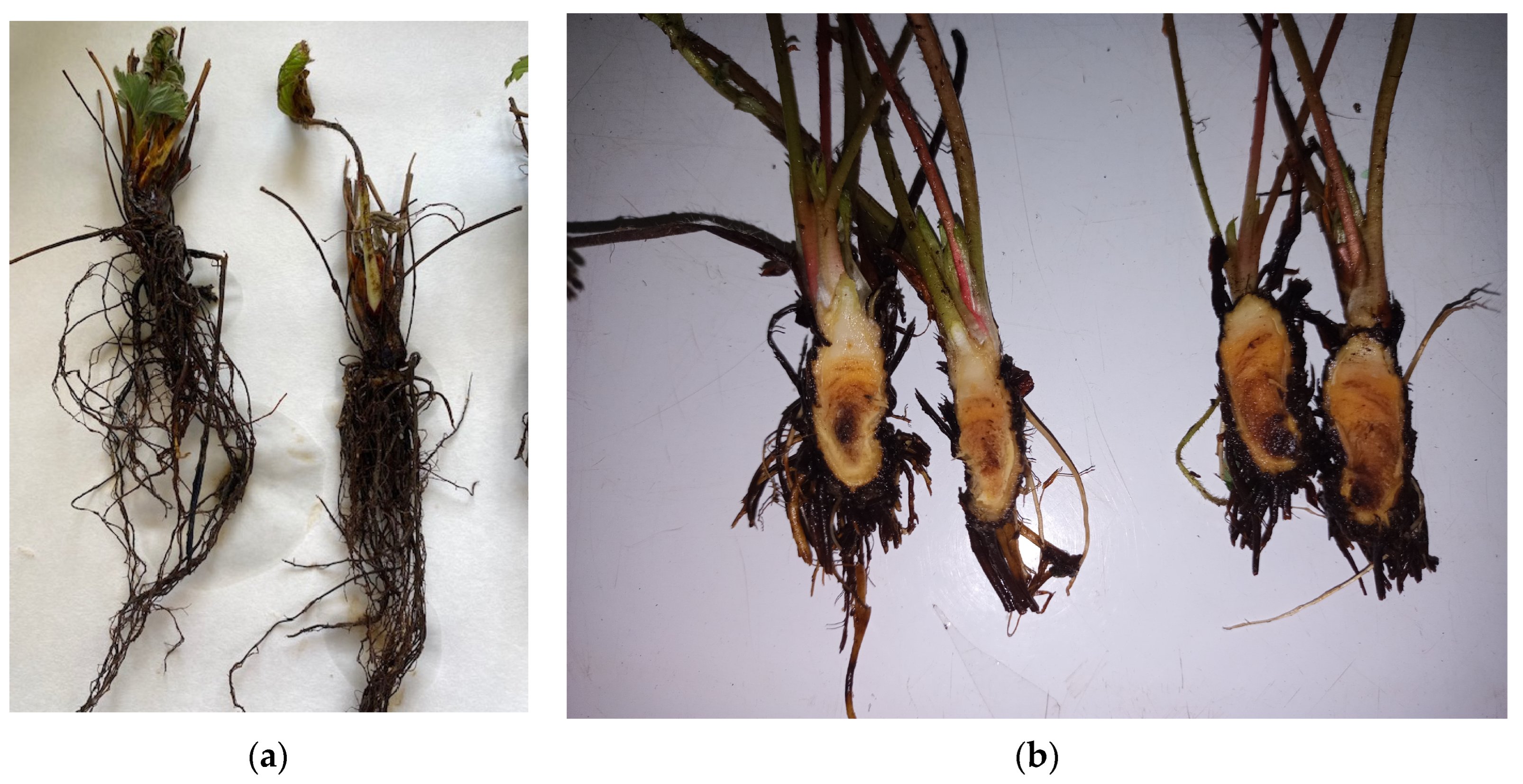 Plants 13 03441 g003