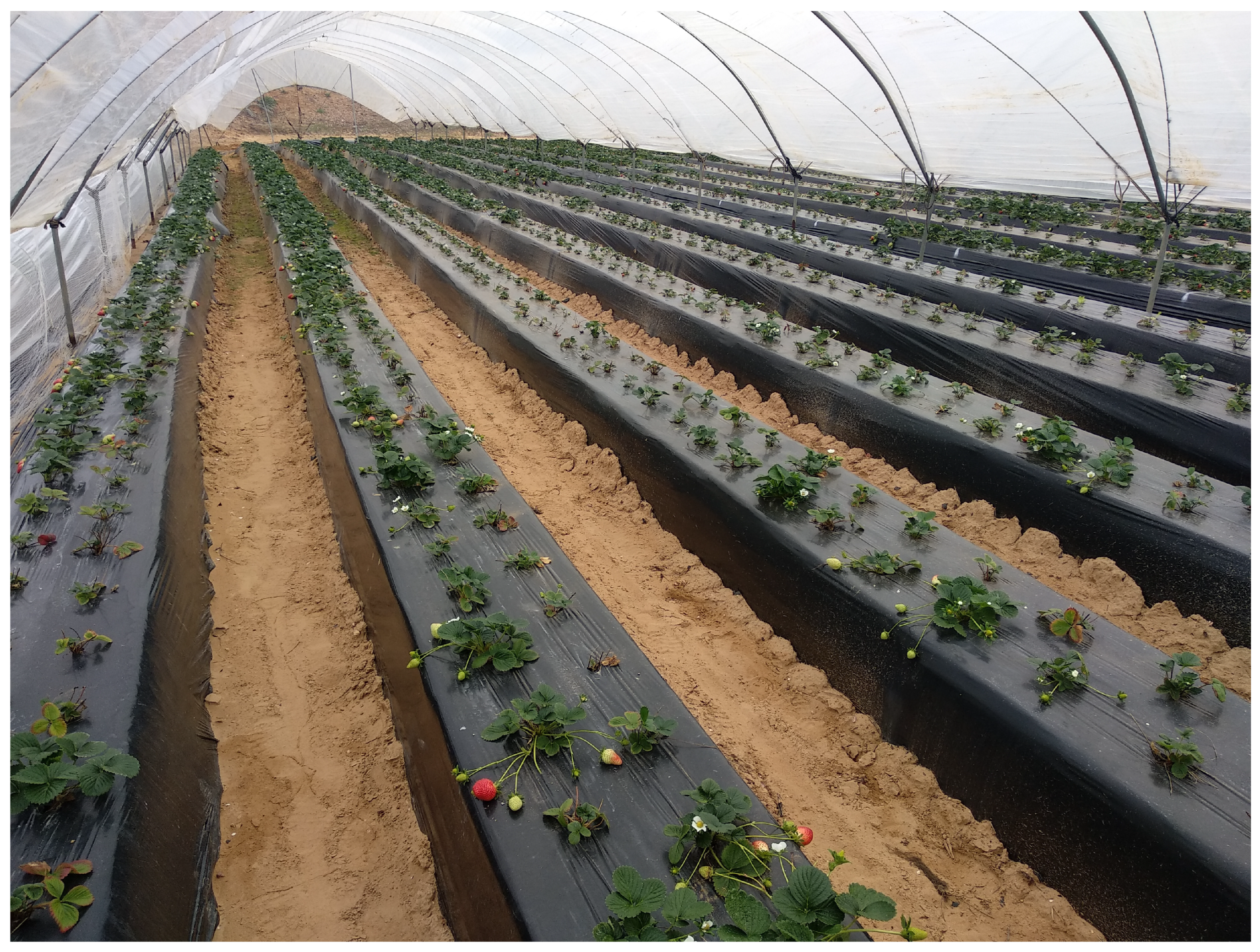 Plants 13 03441 g004