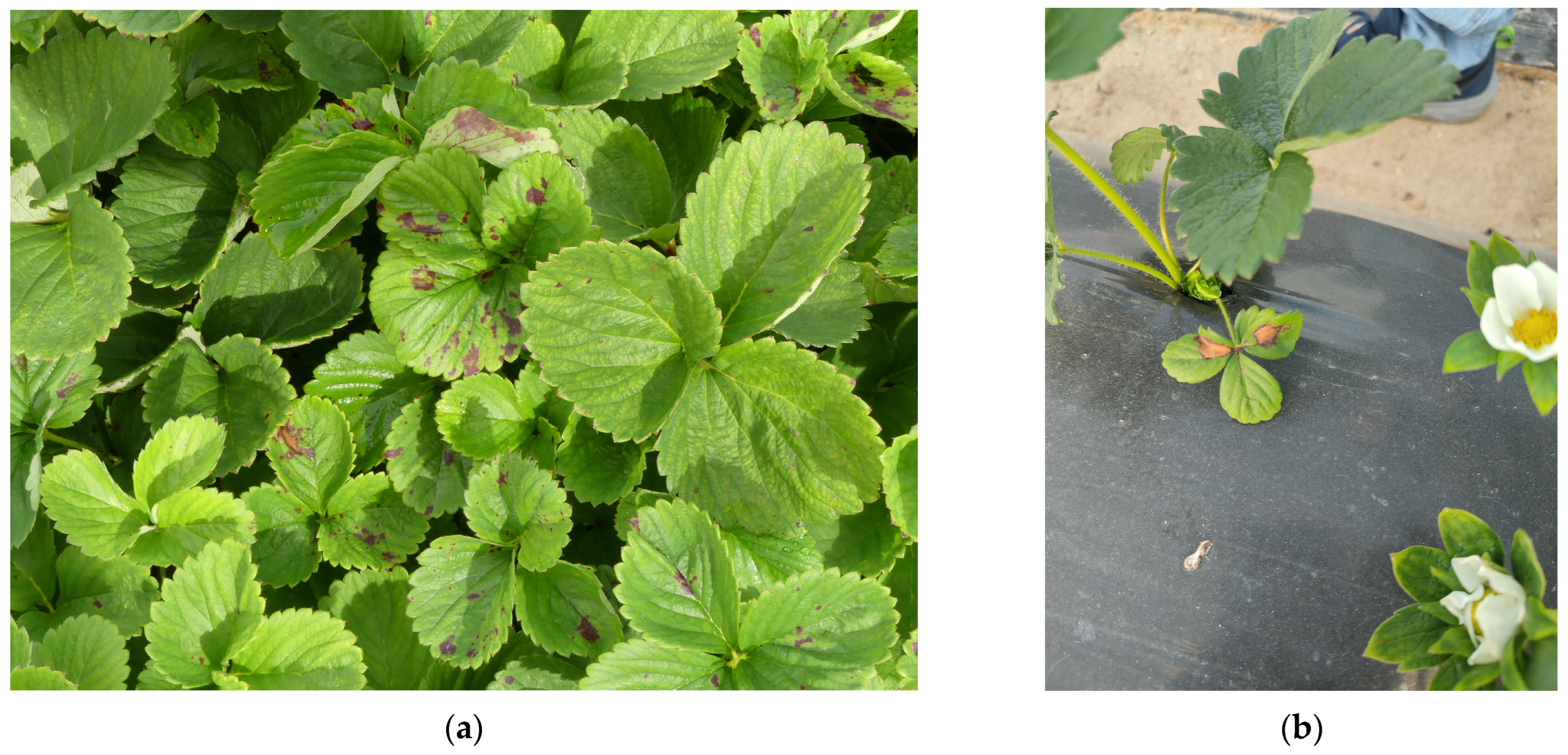 Plants 13 03441 g005