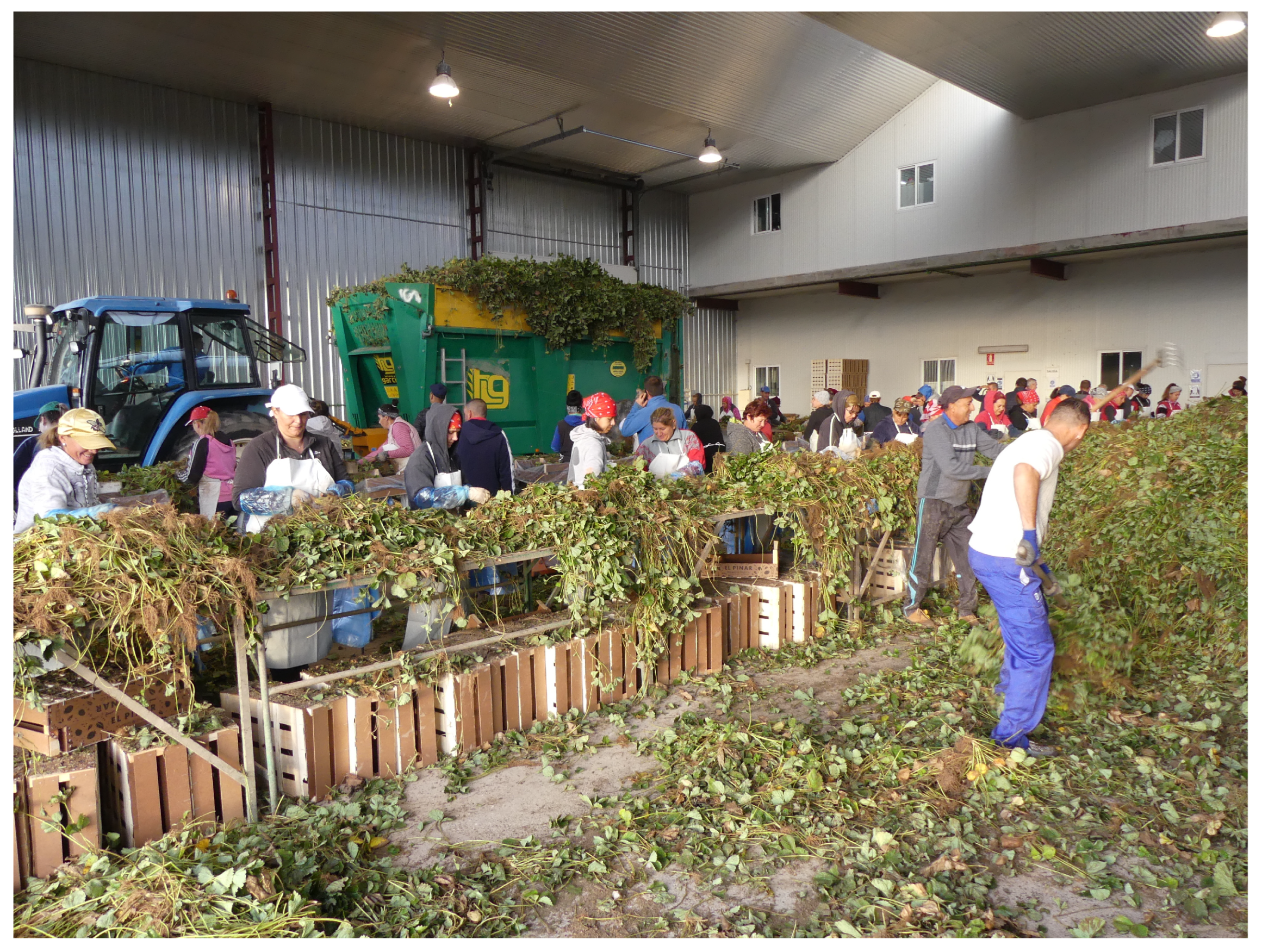 Plants 13 03441 g007