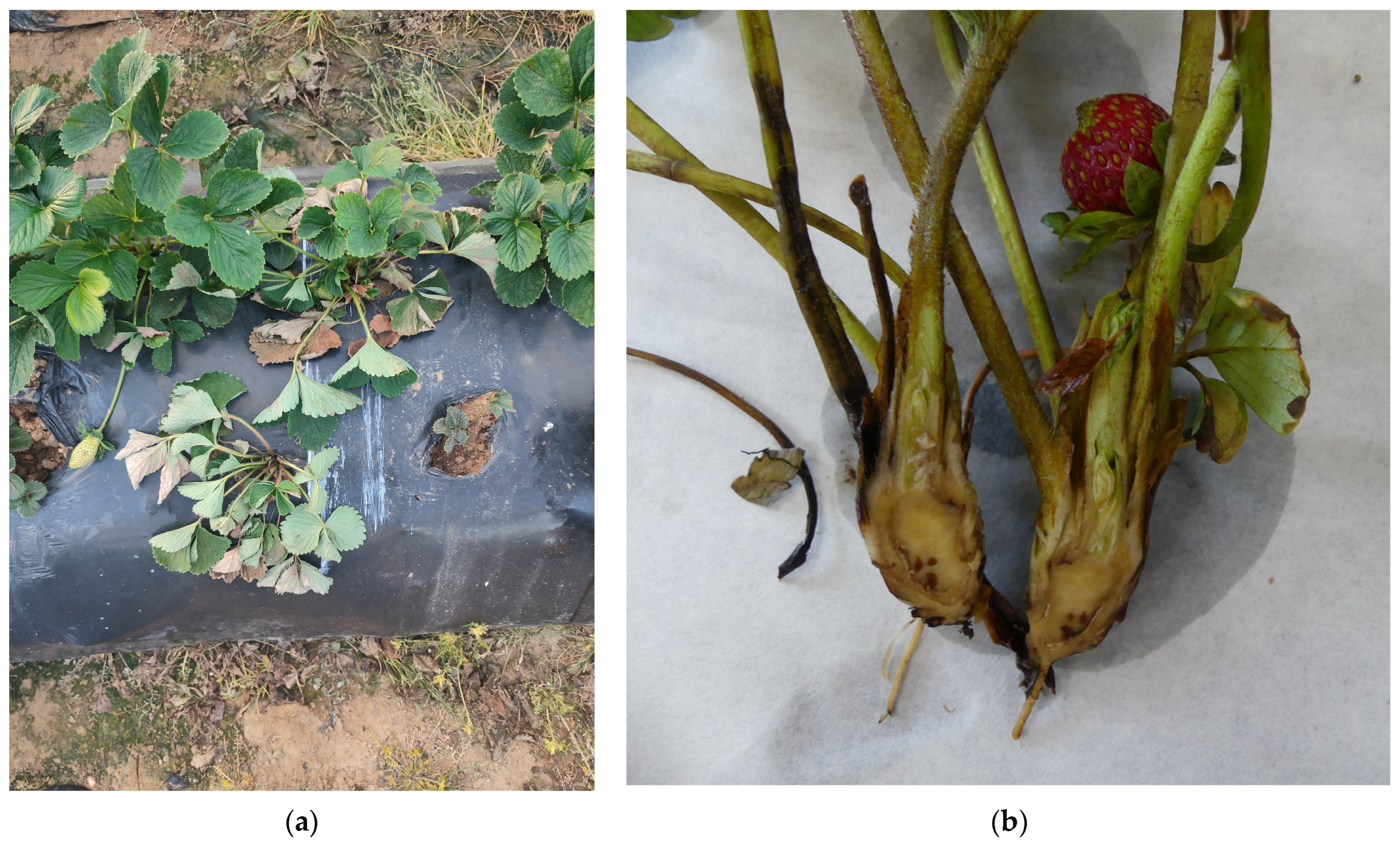 Plants 13 03441 g008