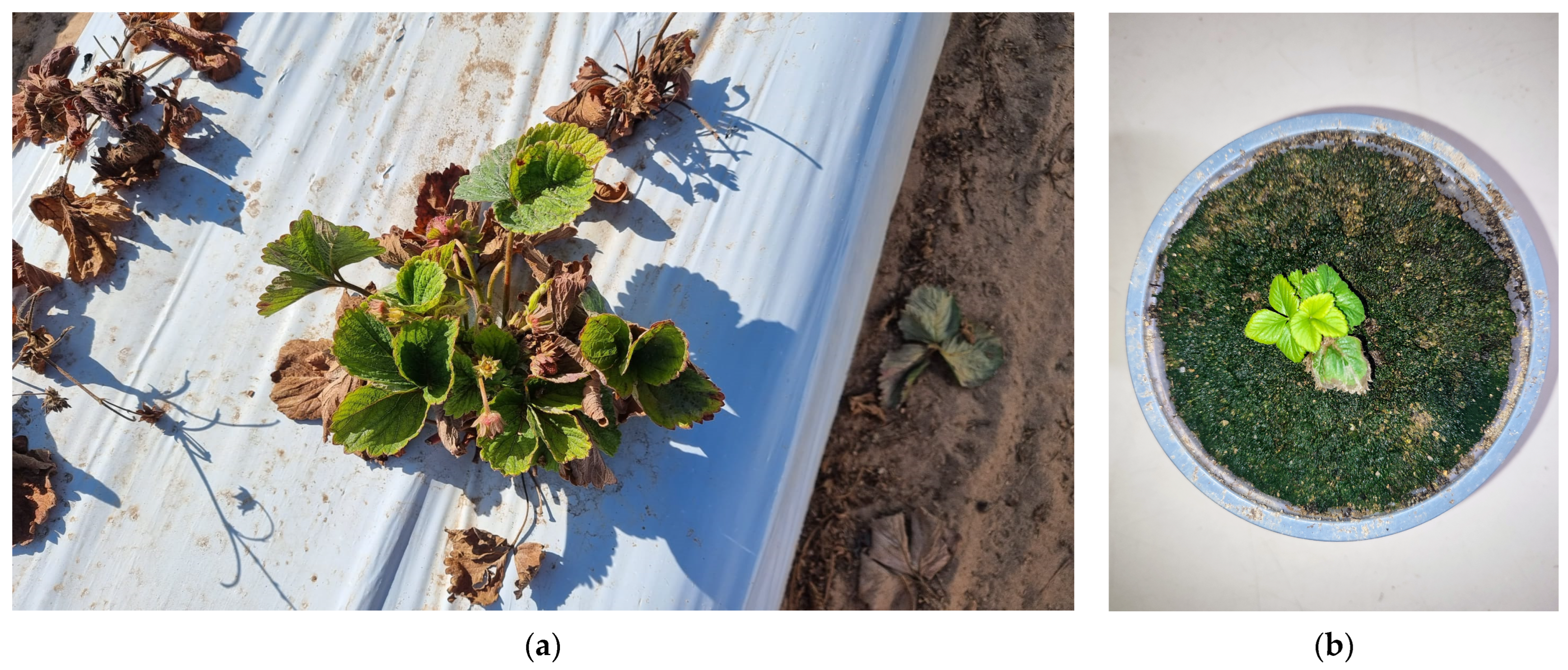 Plants 13 03441 g009