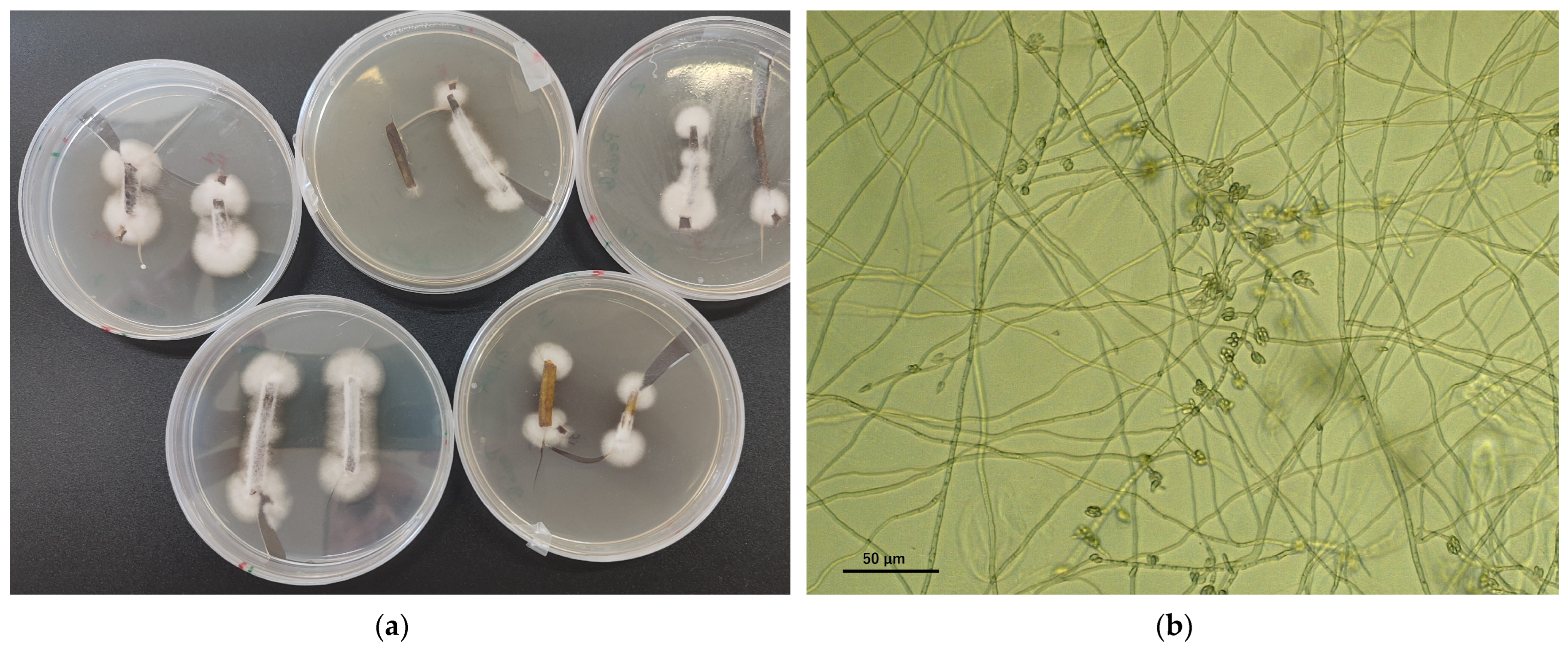 Plants 13 03441 g010