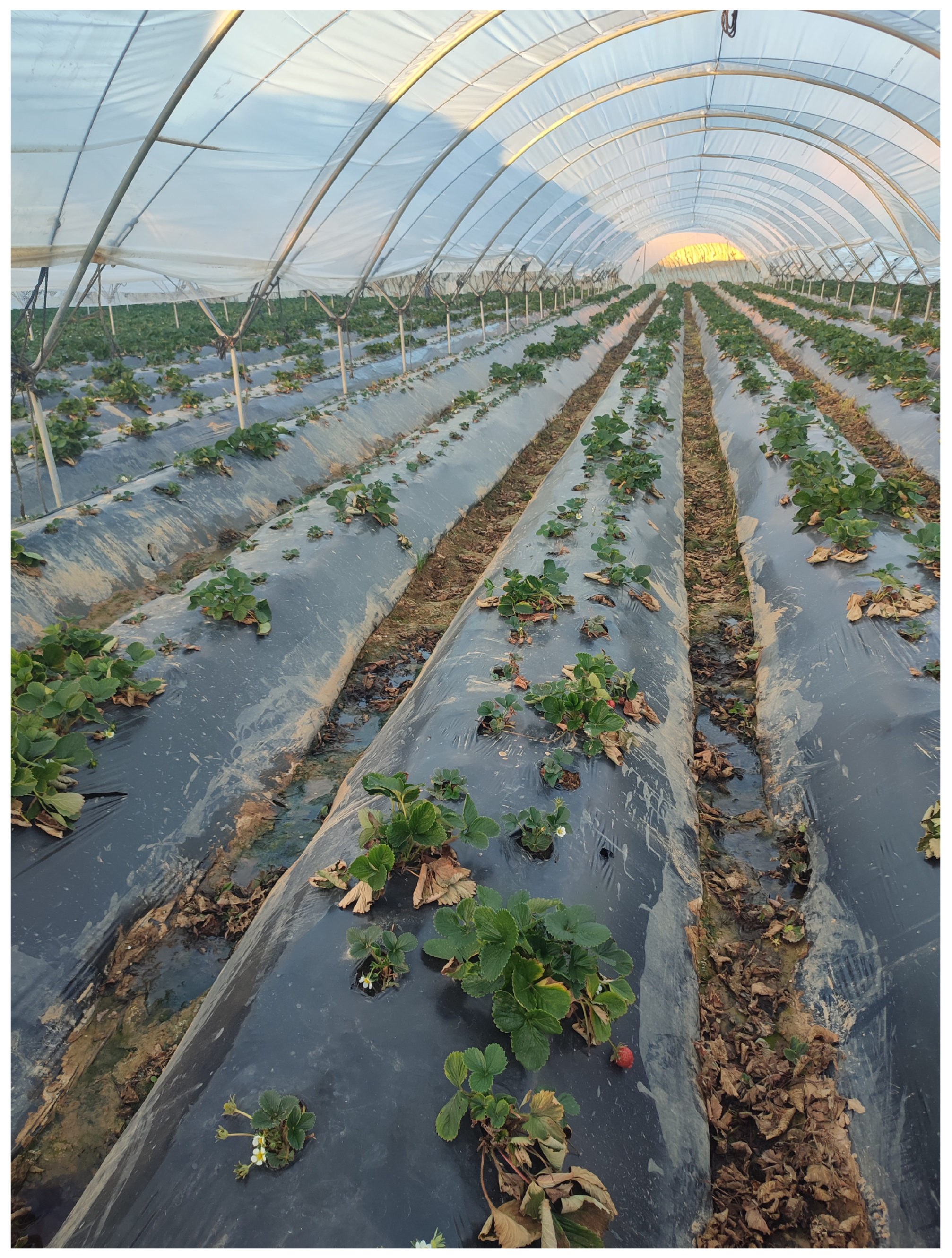 Plants 13 03441 g011