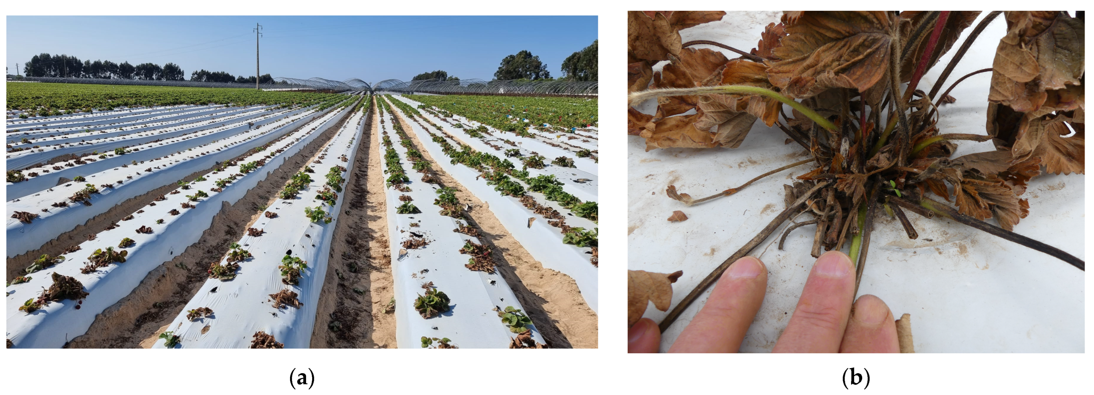 Plants 13 03441 g012