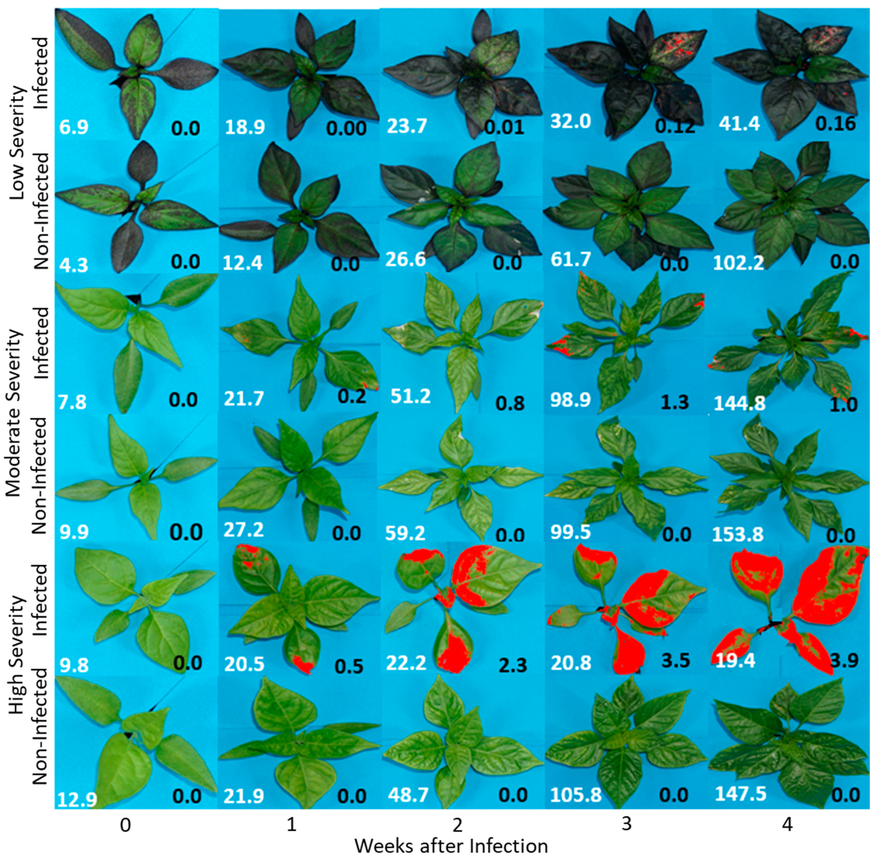 Plants 13 03447 g002