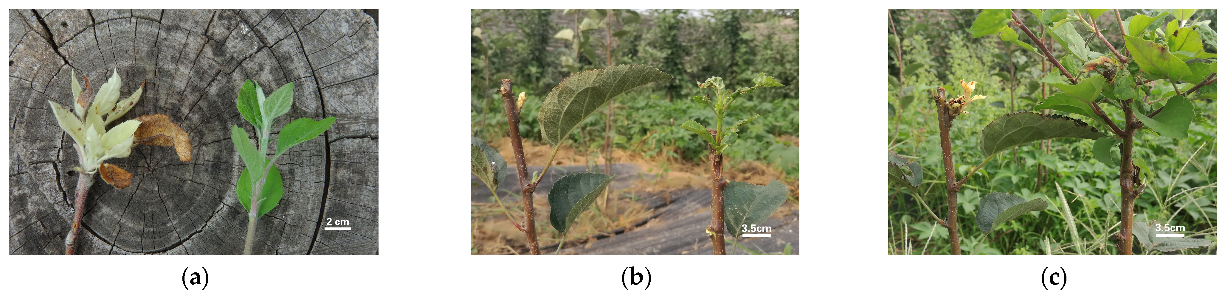 Plants 13 03448 g001