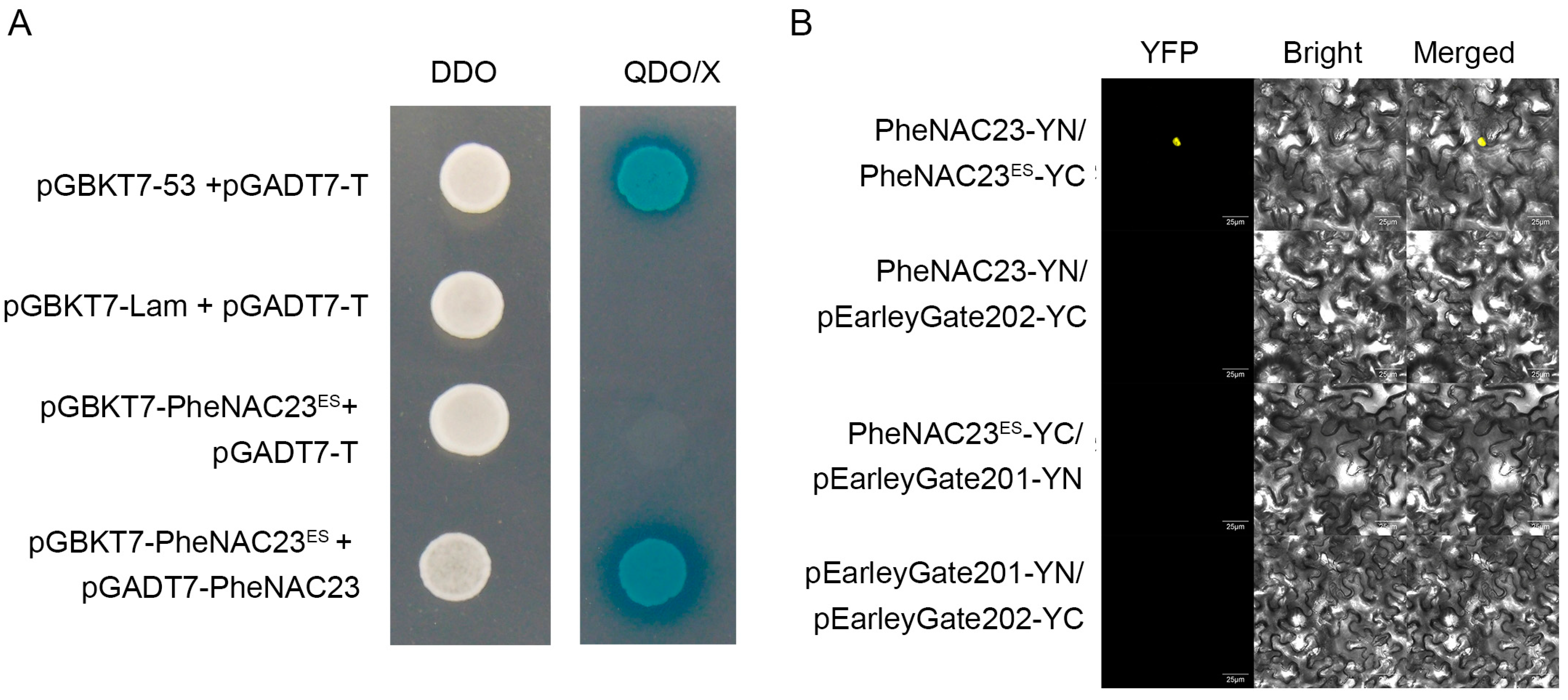 Plants 13 03452 g004