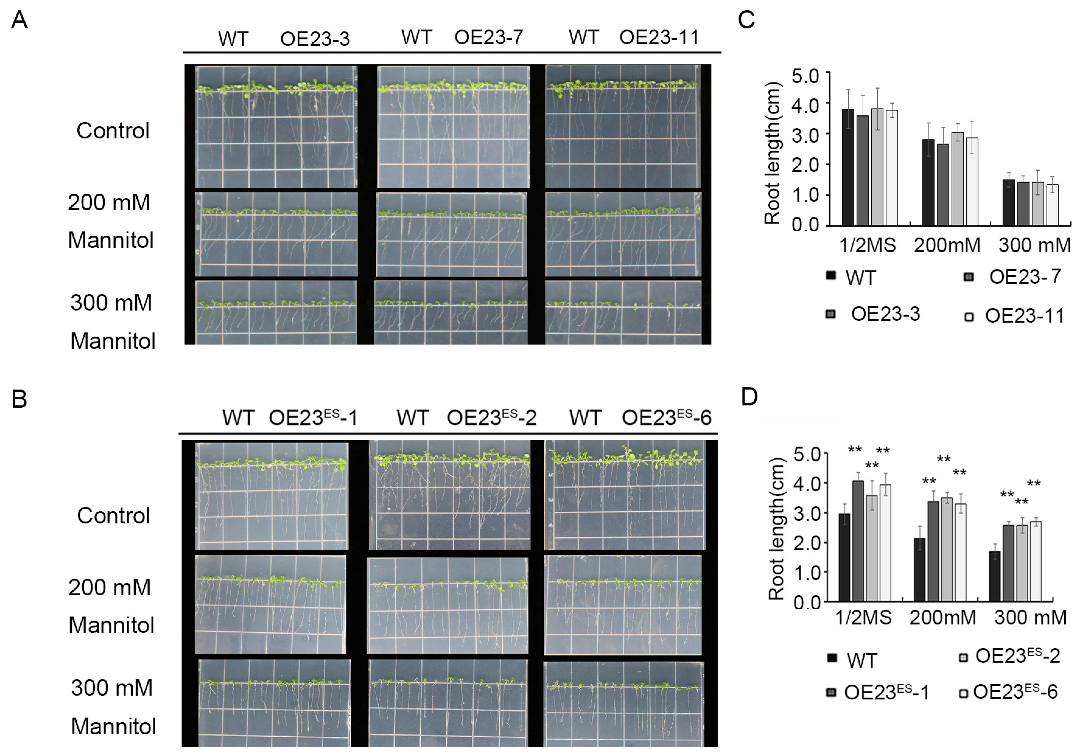 Plants 13 03452 g007