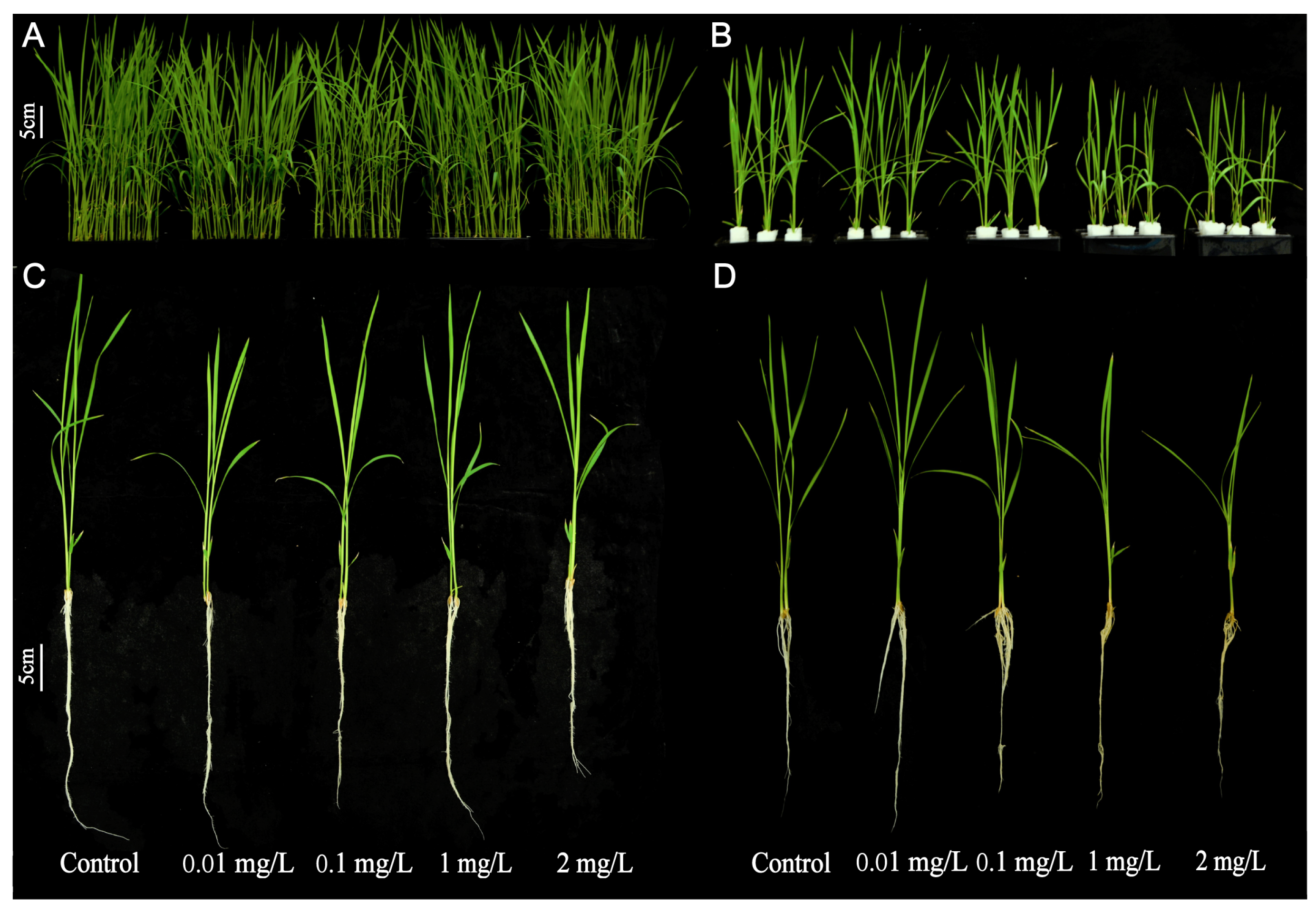 Plants 13 03454 g002
