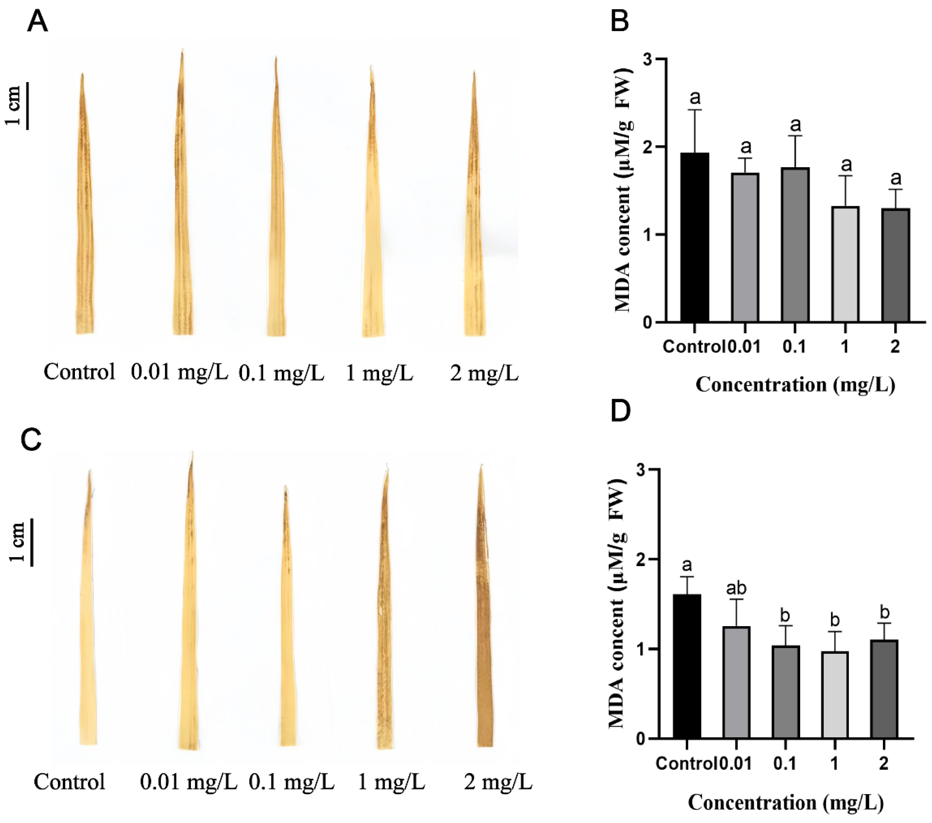 Plants 13 03454 g005