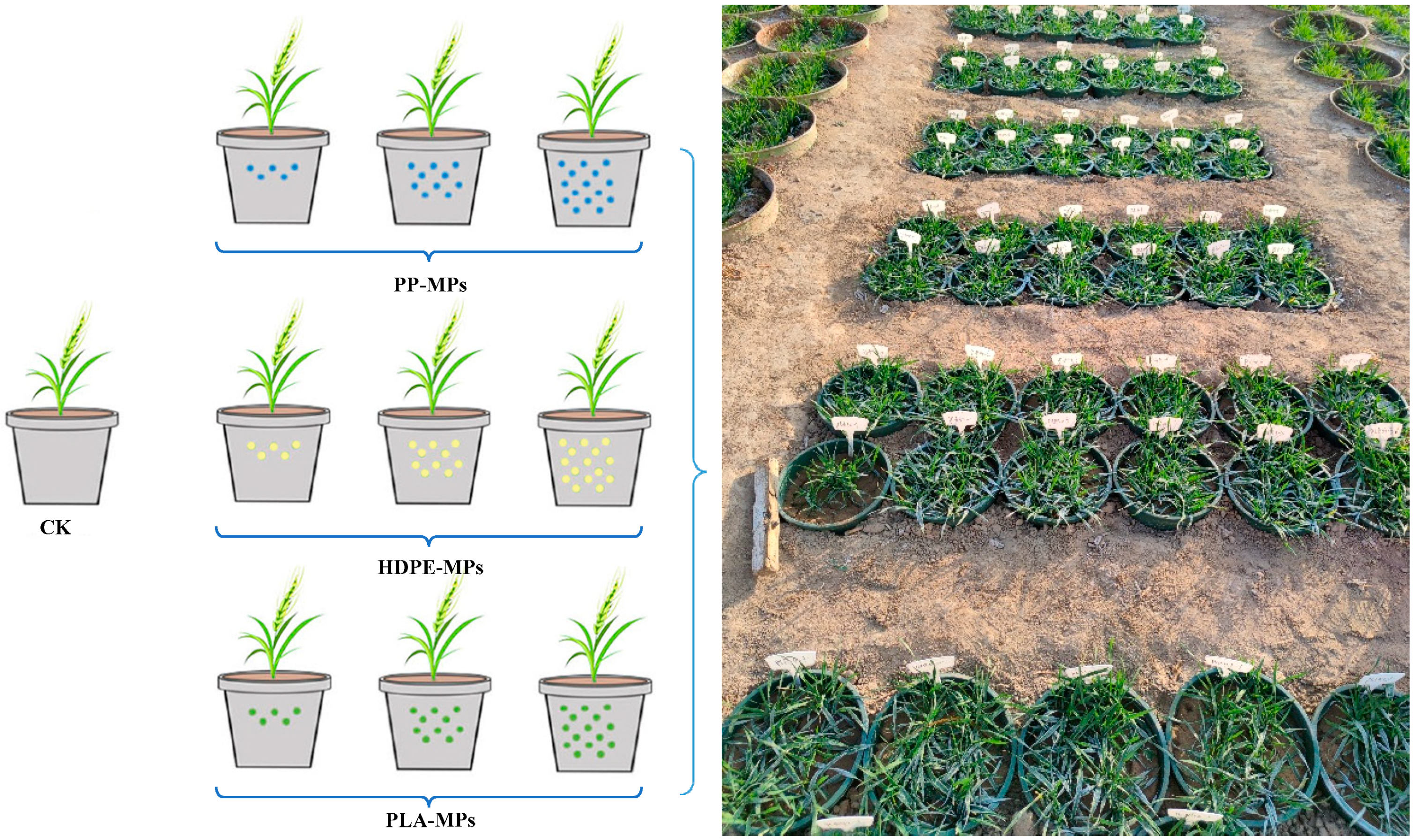 Plants 13 03483 g011