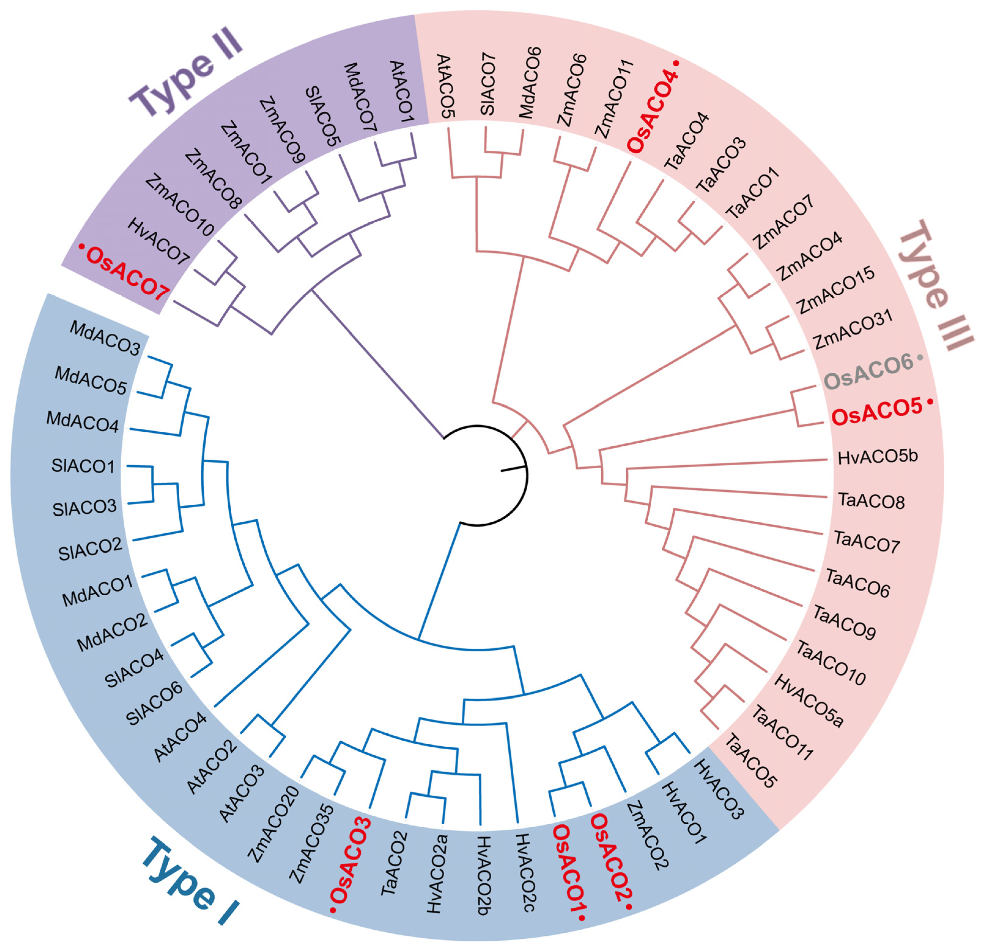 Plants 13 03490 g001