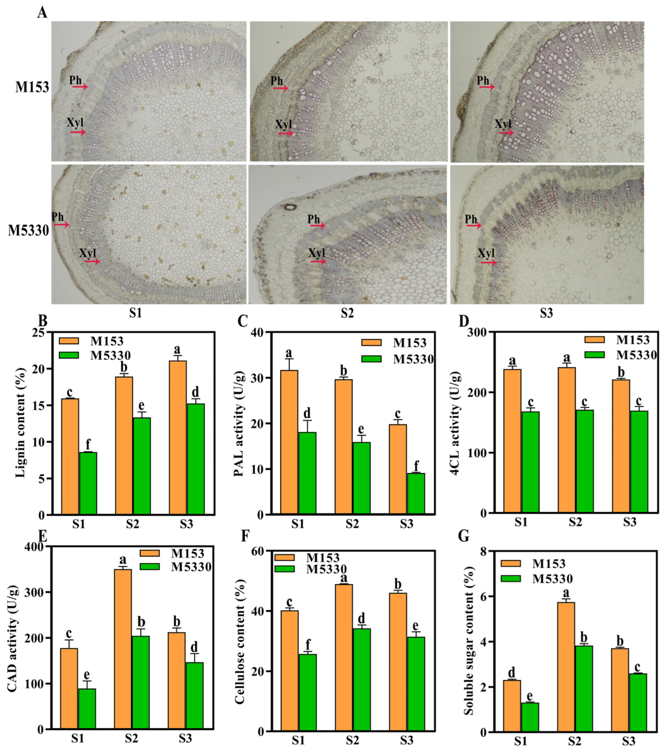 Plants 13 03493 g002
