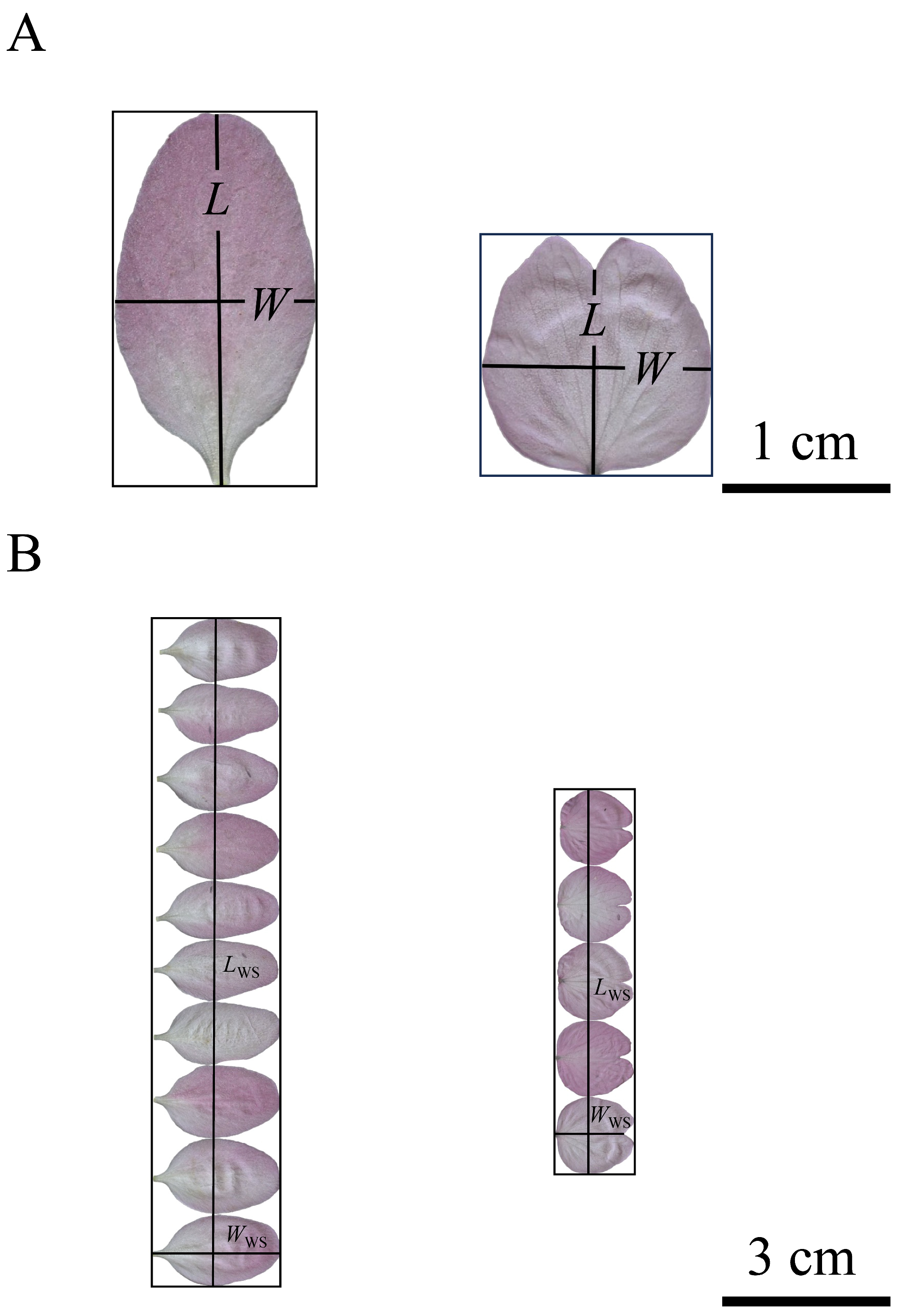 Plants 13 03499 g007