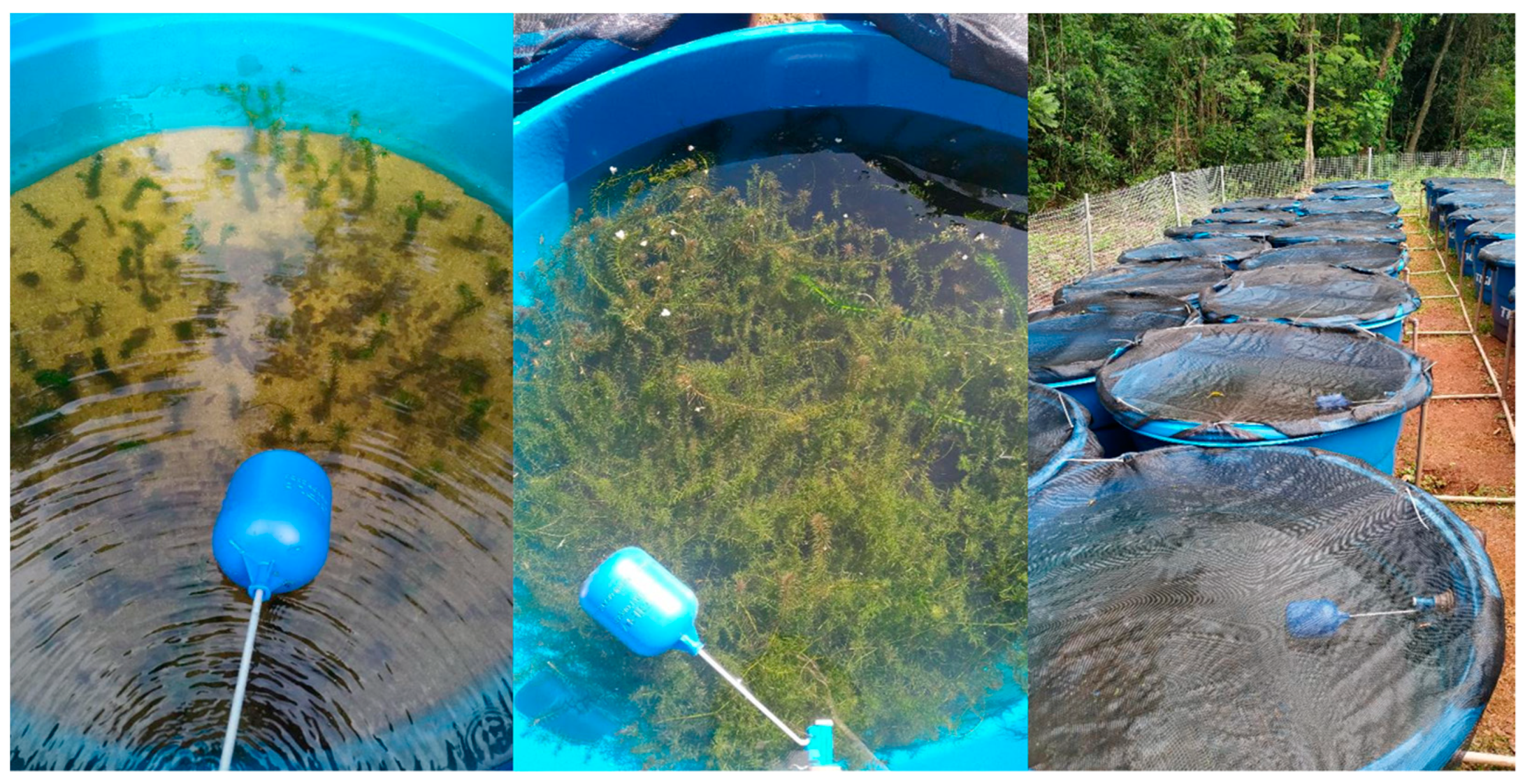 Plants 13 03500 g006