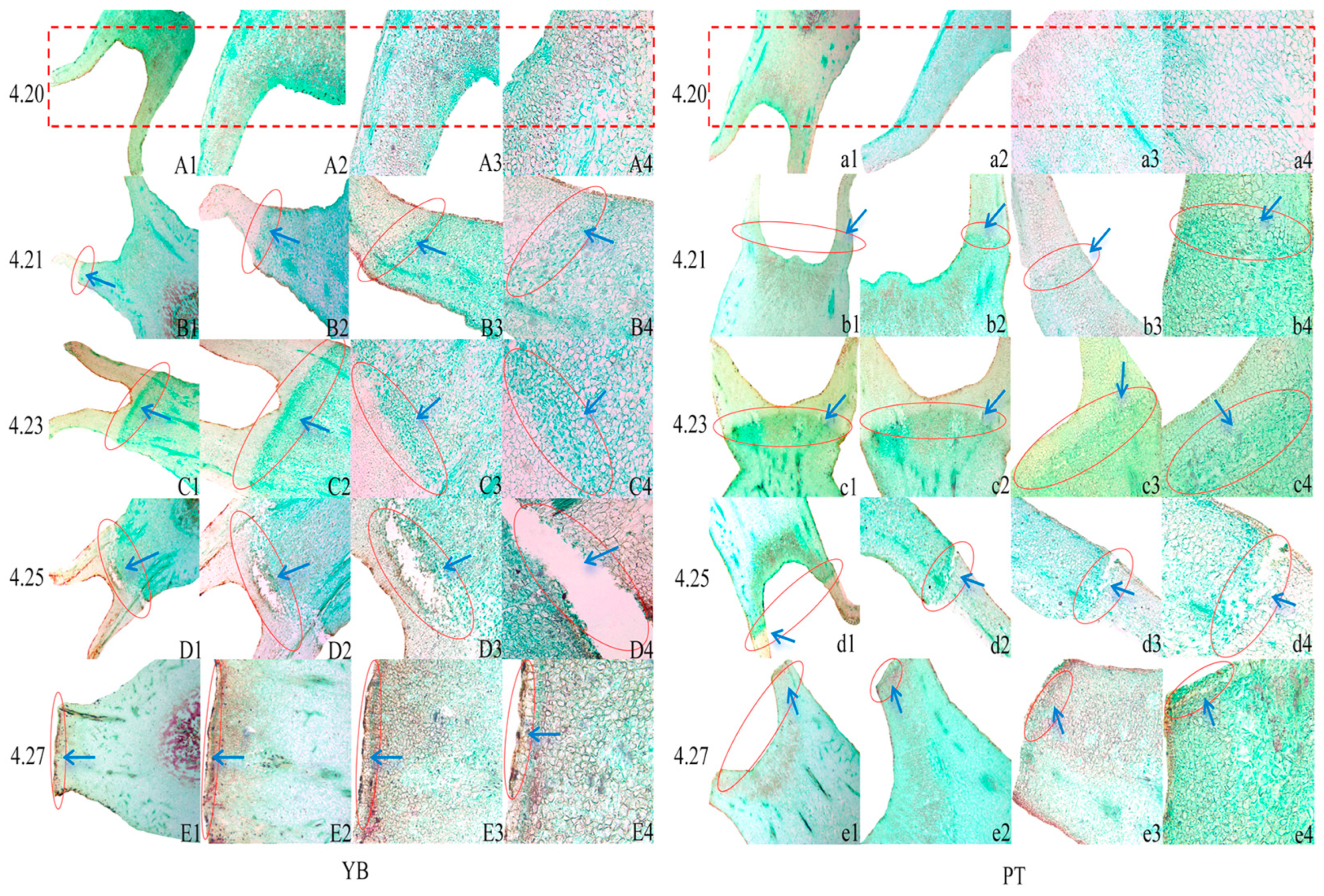 Plants 13 03504 g003