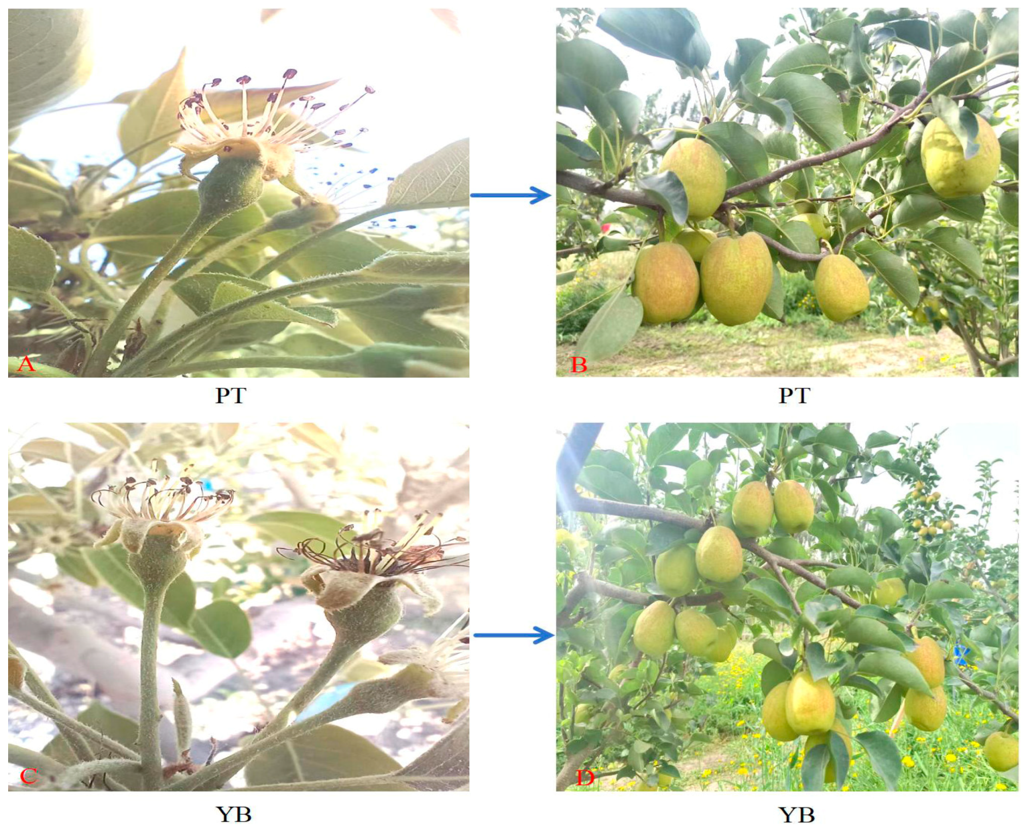 Plants 13 03504 g016