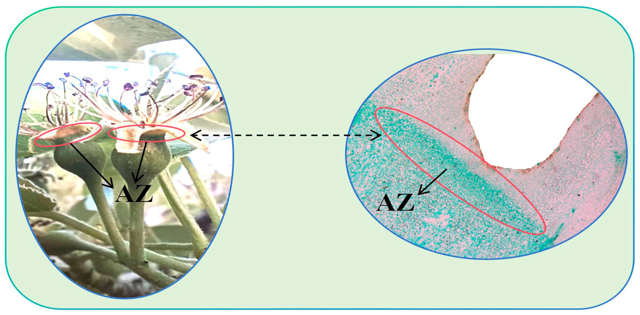 Plants 13 03504 g017