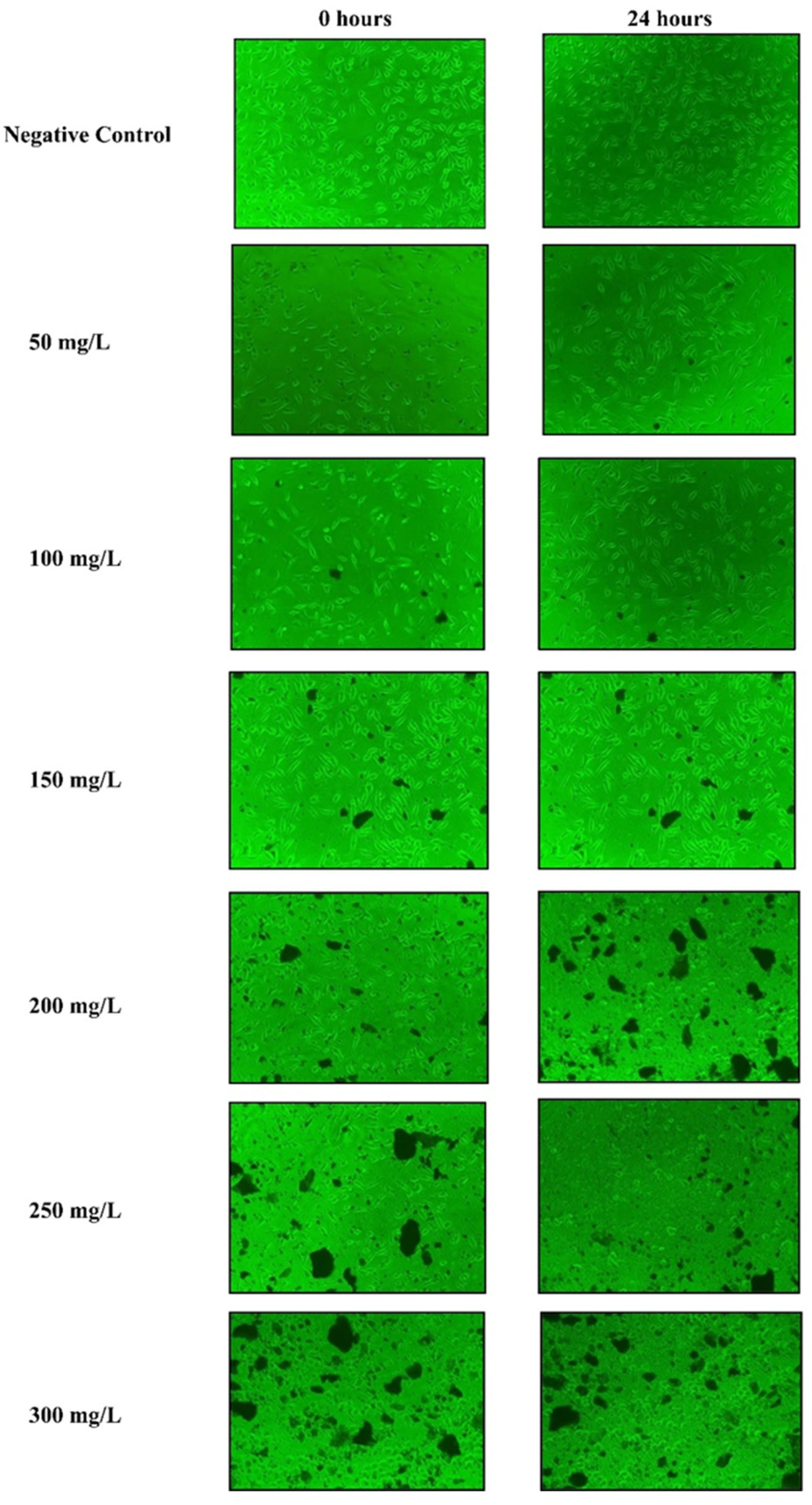 Plants 13 03505 g007