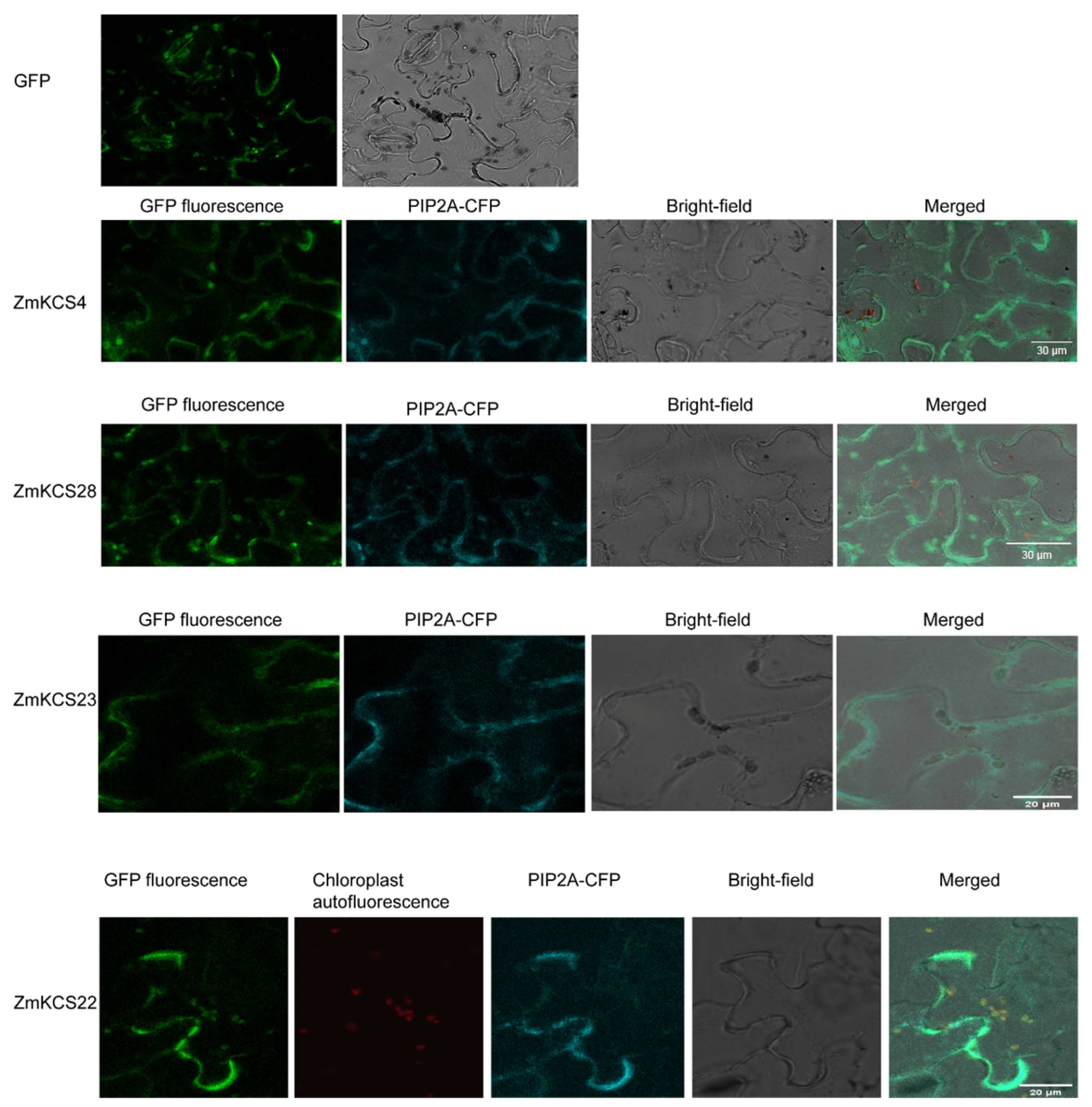 Plants 13 03507 g004